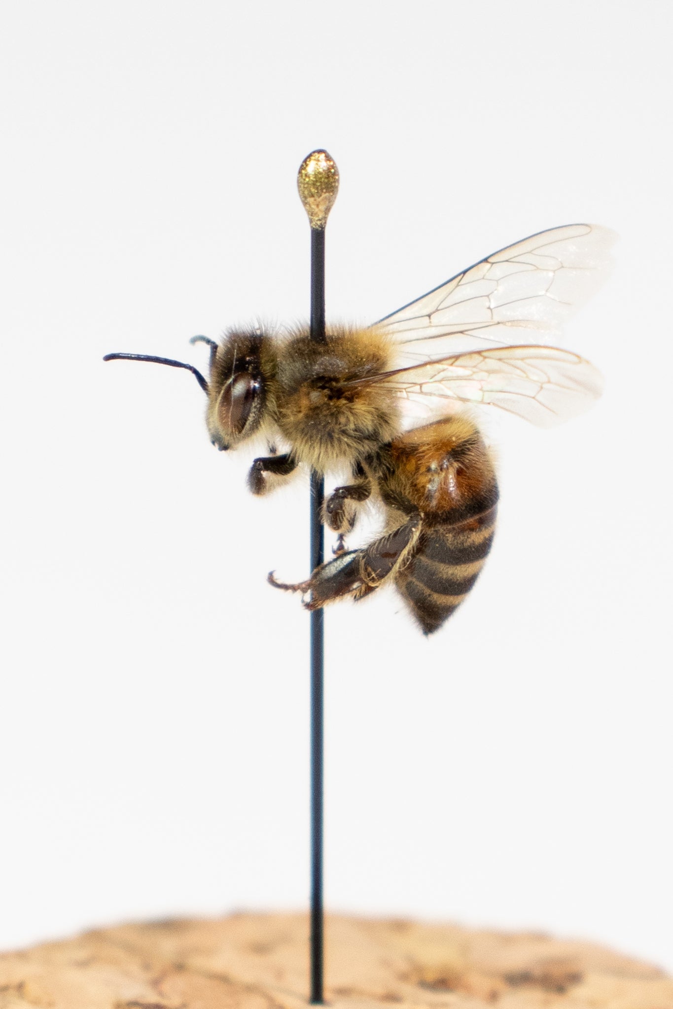 European Honey Bee Display - Natural Specimen from Stemcell Science Shop