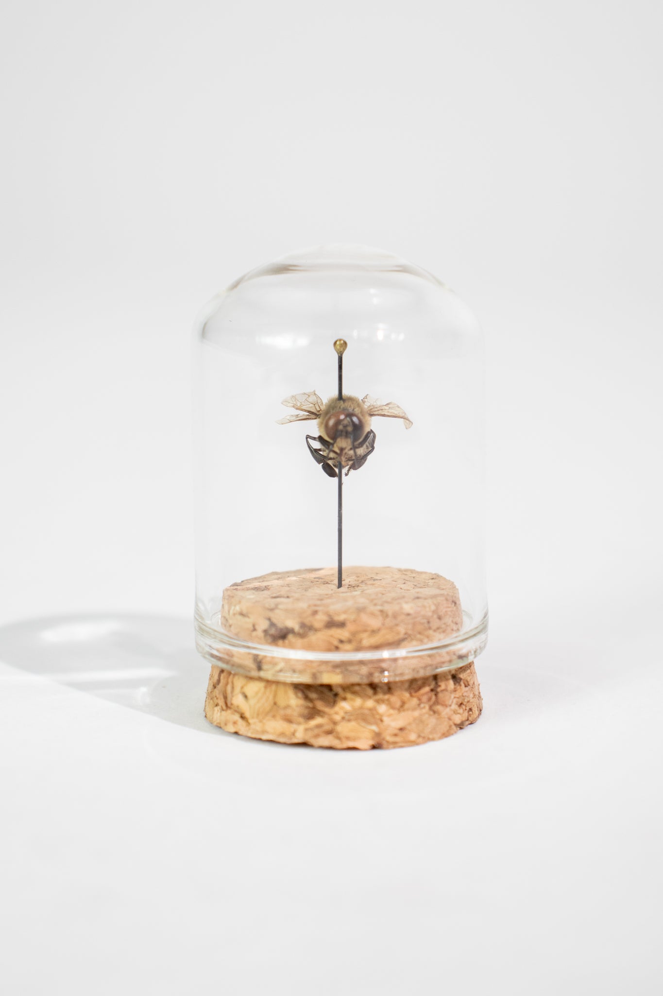 European Honey Bee Display - Natural Specimen from Stemcell Science Shop