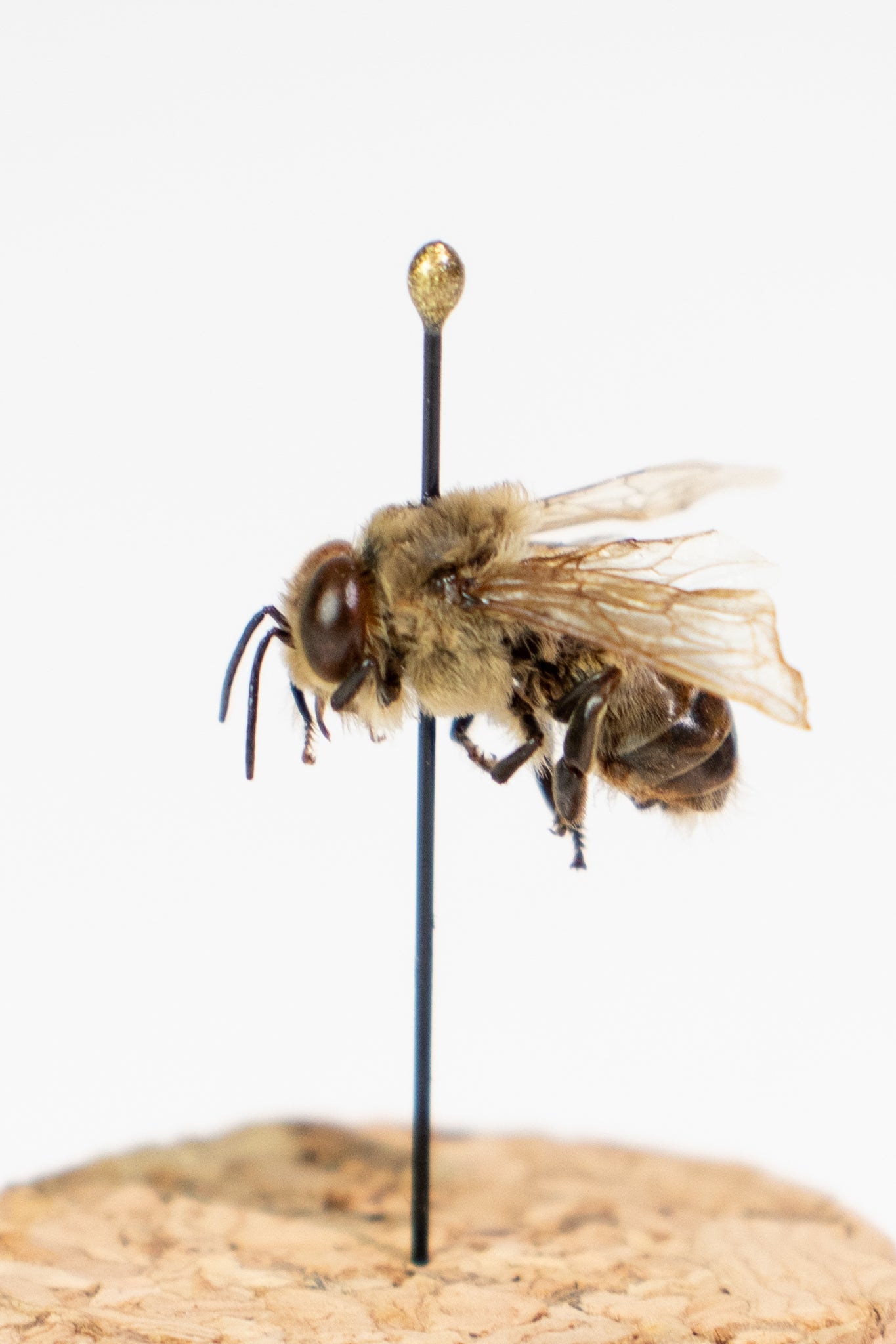 European Honey Bee Display - Natural Specimen from Stemcell Science Shop