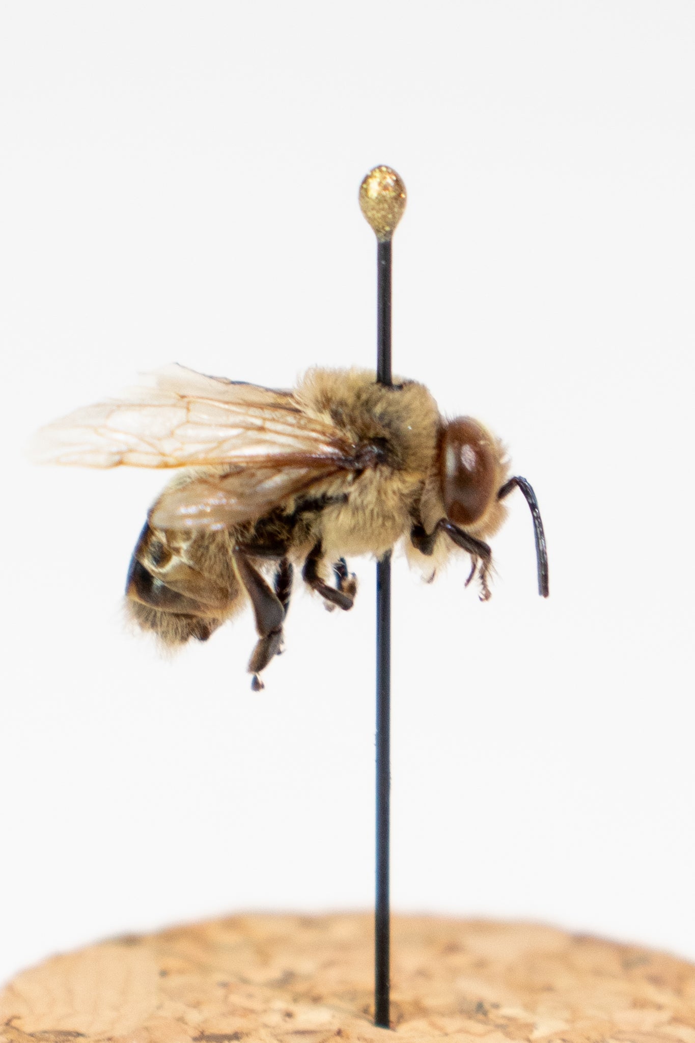 European Honey Bee Display - Natural Specimen from Stemcell Science Shop