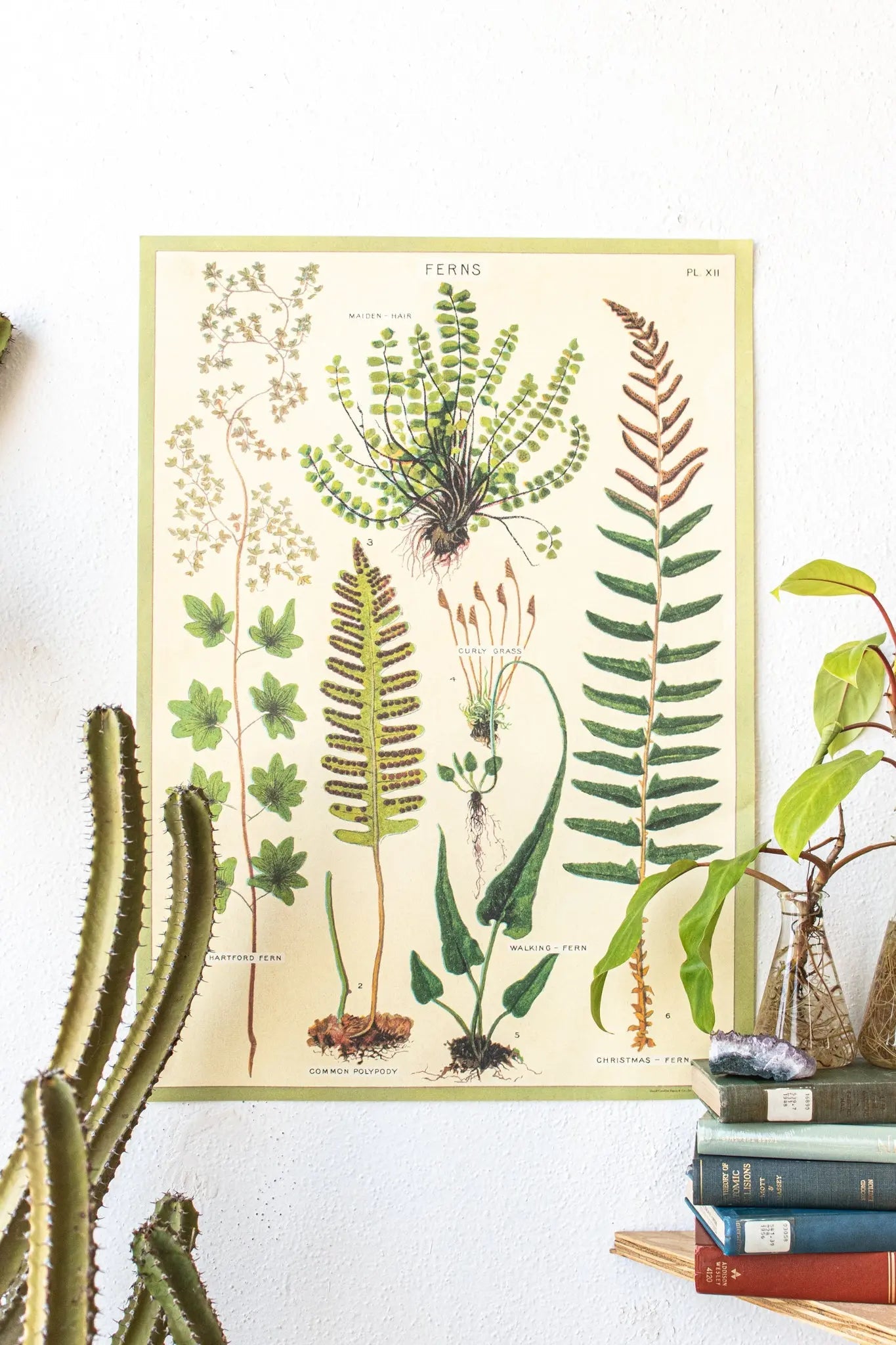 Ferns Scientific Chart - Charts from Stemcell Science Shop