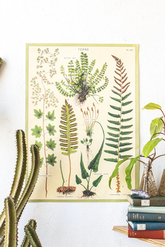 Ferns Scientific Chart - Charts from Stemcell Science Shop