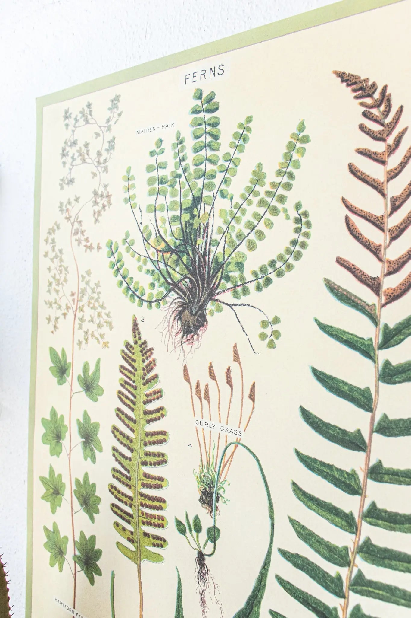 Ferns Scientific Chart - Charts from Stemcell Science Shop