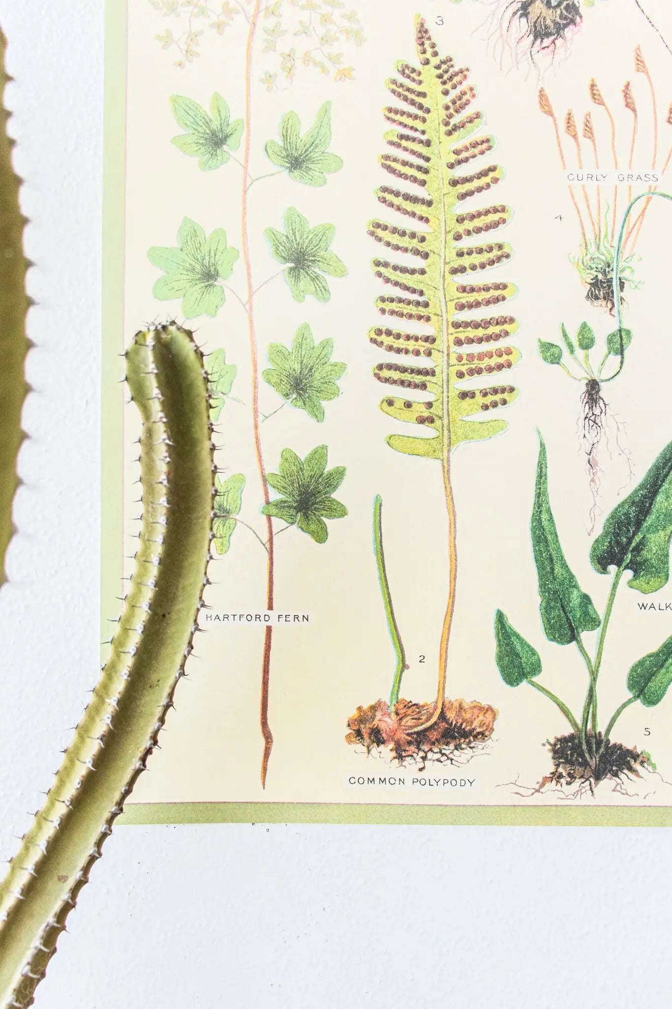 Ferns Scientific Chart - Charts from Stemcell Science Shop