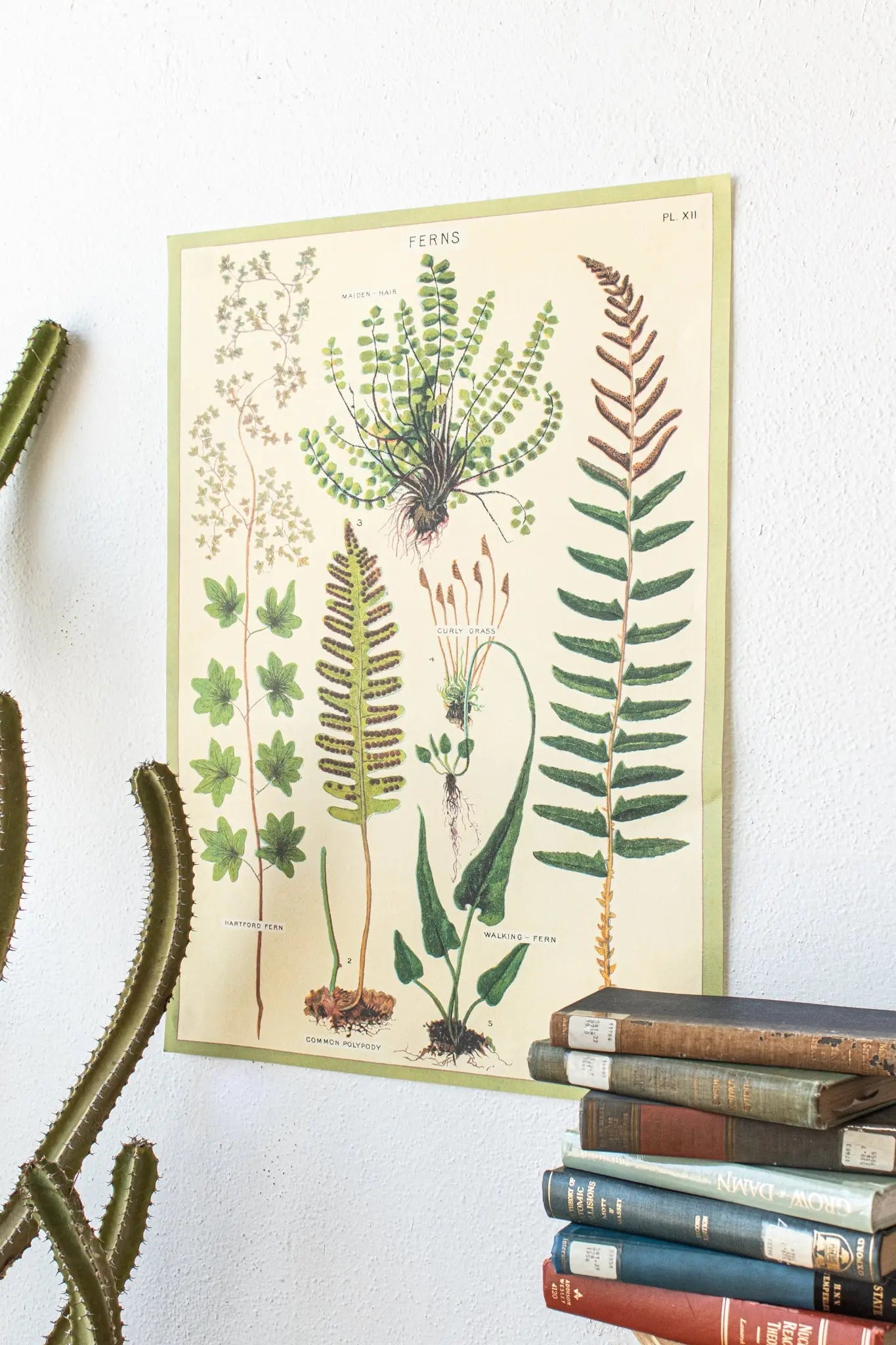 Ferns Scientific Chart - Charts from Stemcell Science Shop