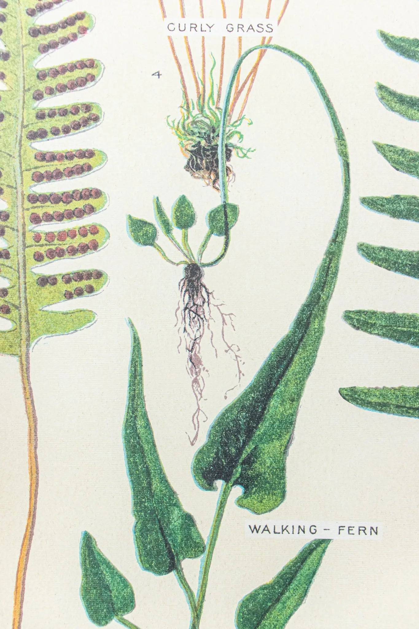 Ferns Scientific Chart - Charts from Stemcell Science Shop
