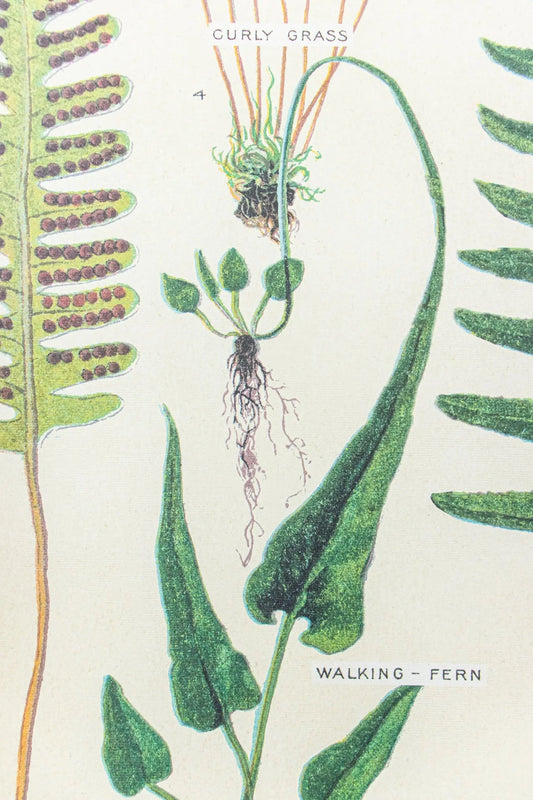 Ferns Scientific Chart - Charts from Stemcell Science Shop