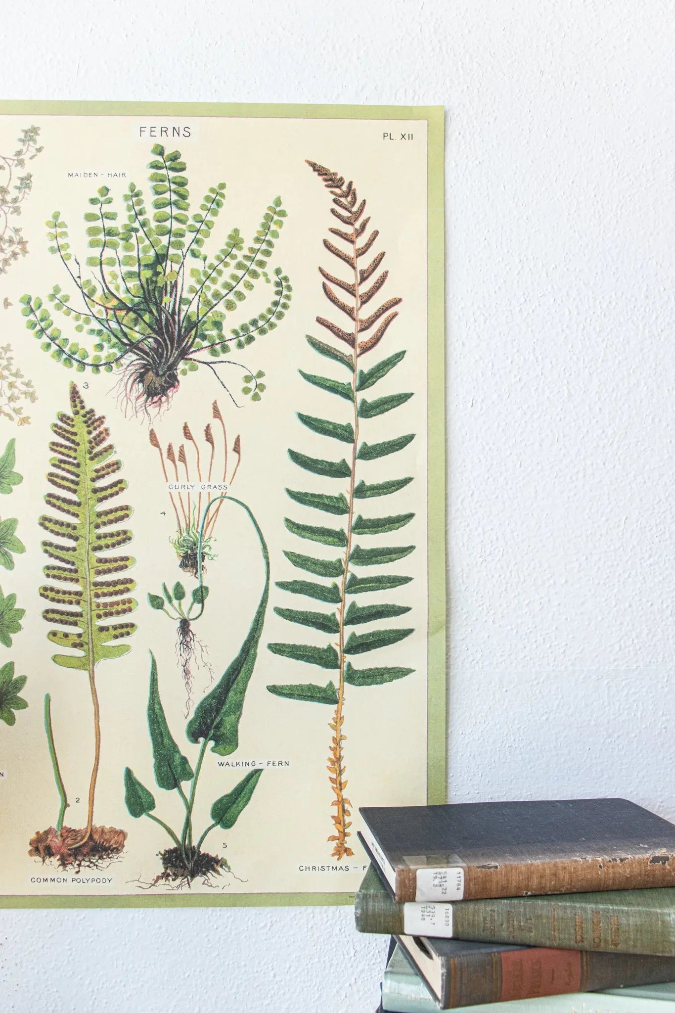 Ferns Scientific Chart - Charts from Stemcell Science Shop