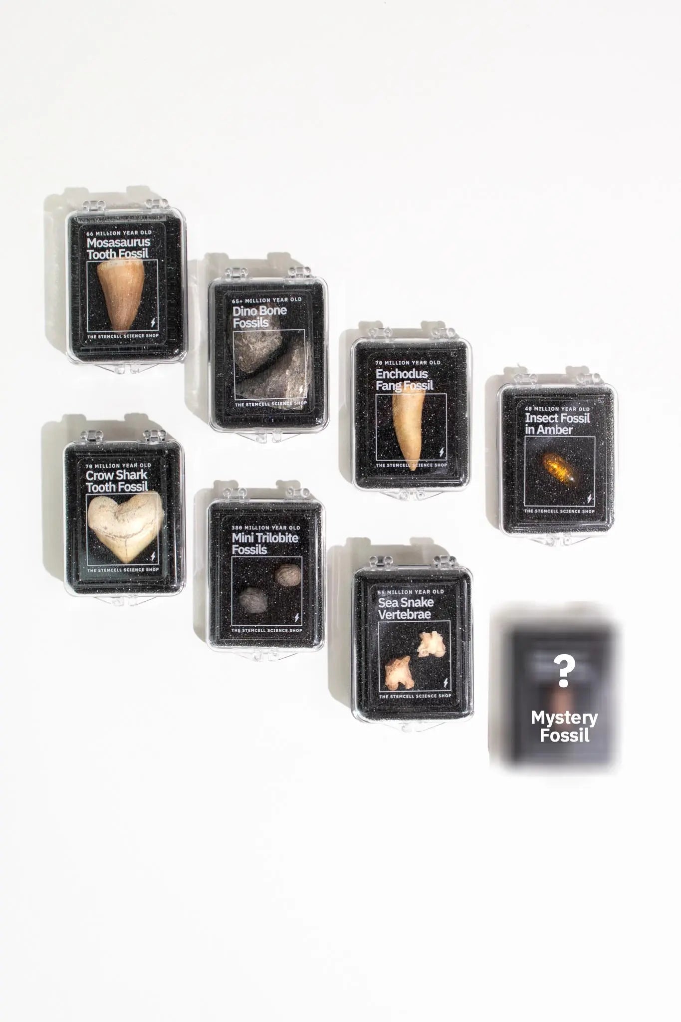 Fossil Blind Bag - Fossil from Stemcell Science Shop