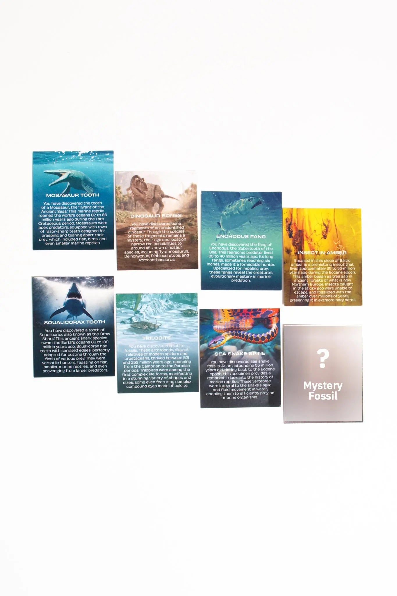 Fossil Blind Bag - Fossil from Stemcell Science Shop