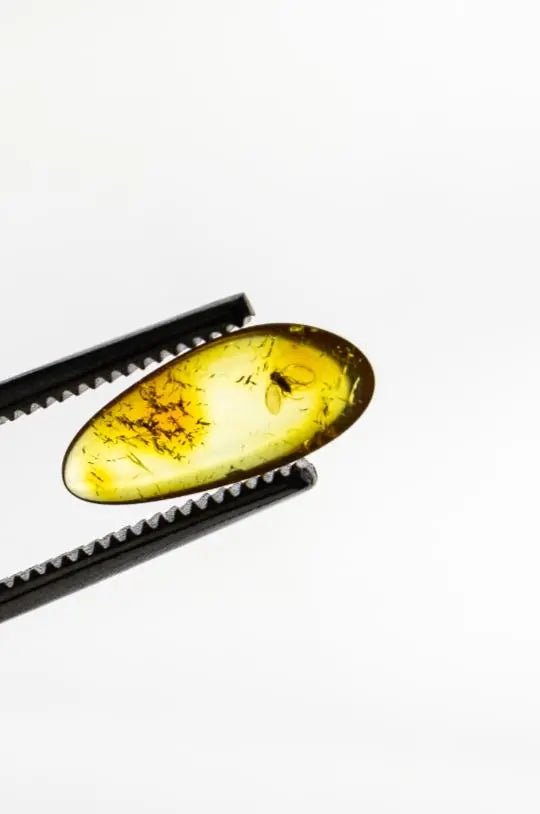 Fossilized Insect in Amber - Fossil from Stemcell Science Shop