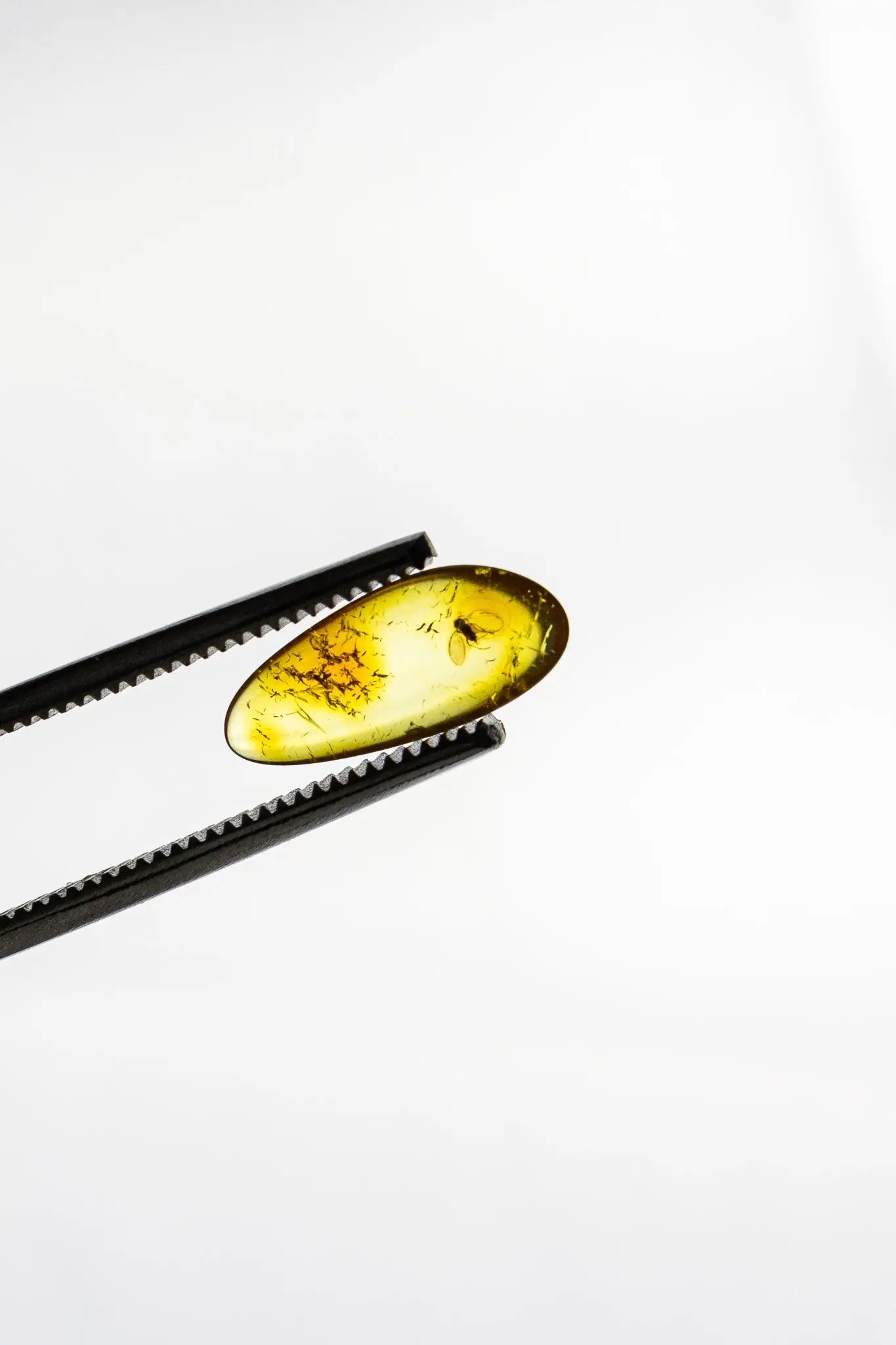 Fossilized Insect in Amber - Fossil from Stemcell Science Shop