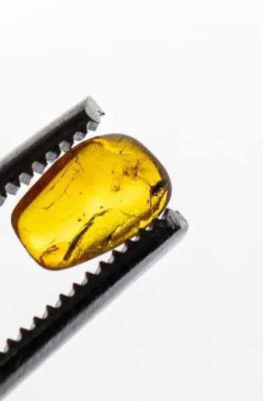 Fossilized Insect in Amber - Fossil from Stemcell Science Shop