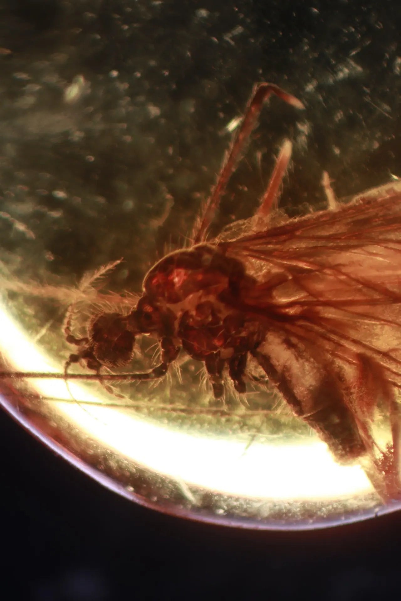 Fossilized Insect in Amber - Fossil from Stemcell Science Shop