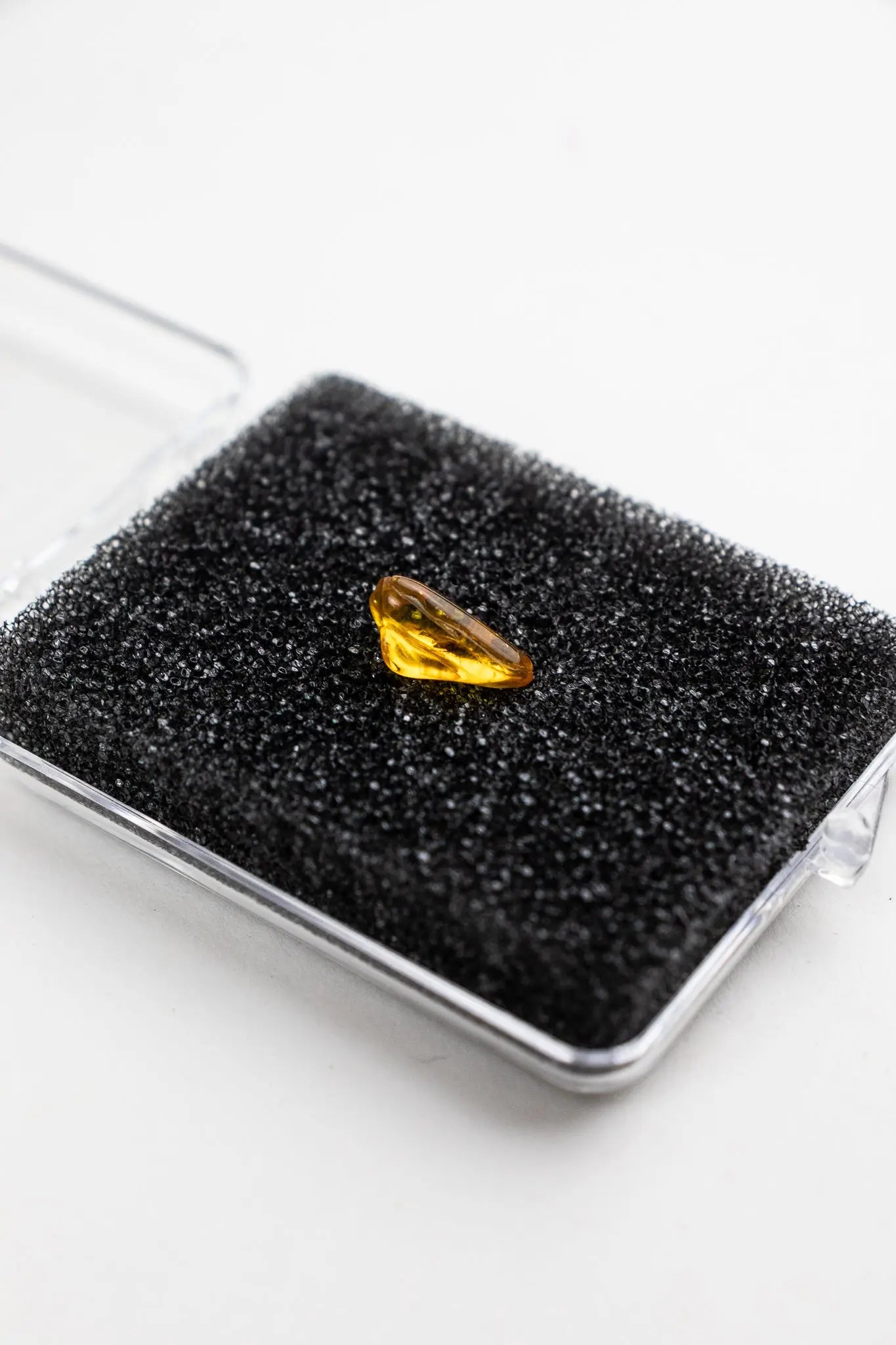 Fossilized Insect in Amber - Fossil from Stemcell Science Shop