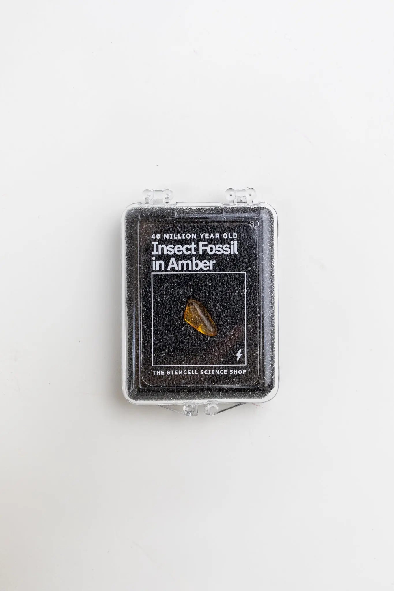 Fossilized Insect in Amber - Fossil from Stemcell Science Shop