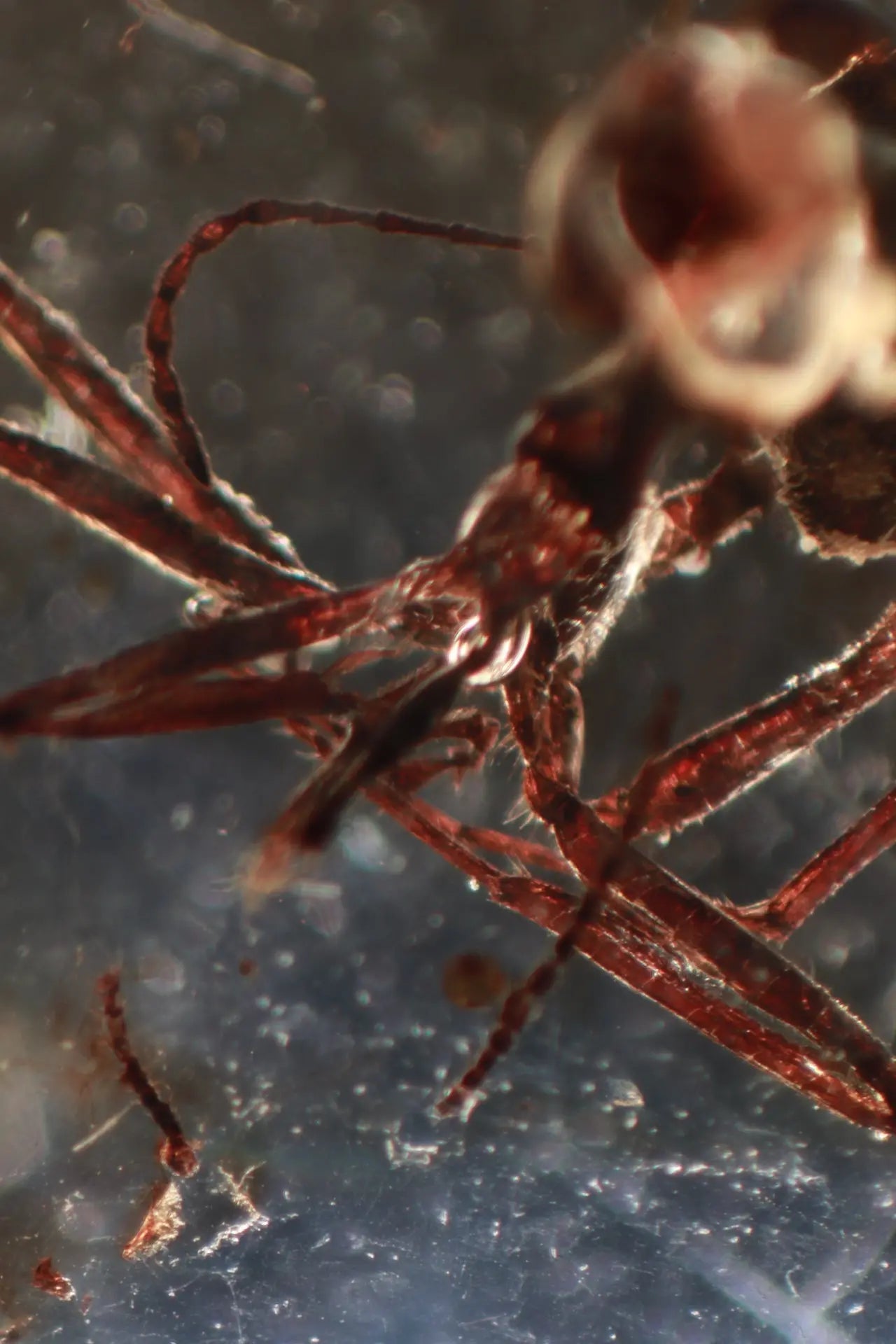 Fossilized Insect in Amber - Fossil from Stemcell Science Shop