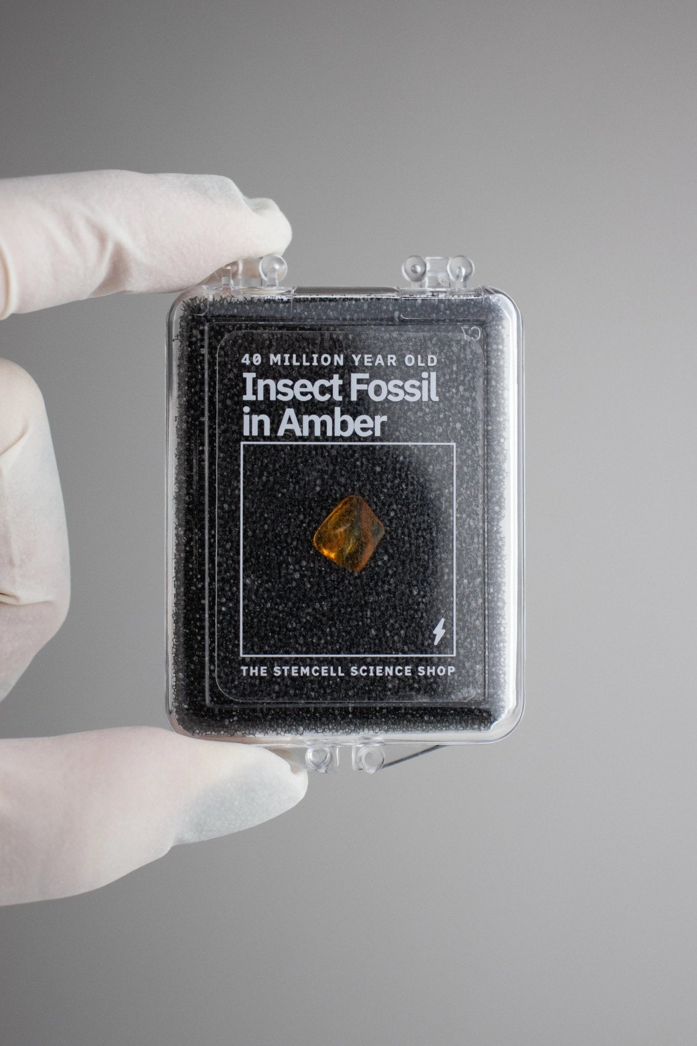 Fossilized Insect in Amber - Fossil from Stemcell Science Shop