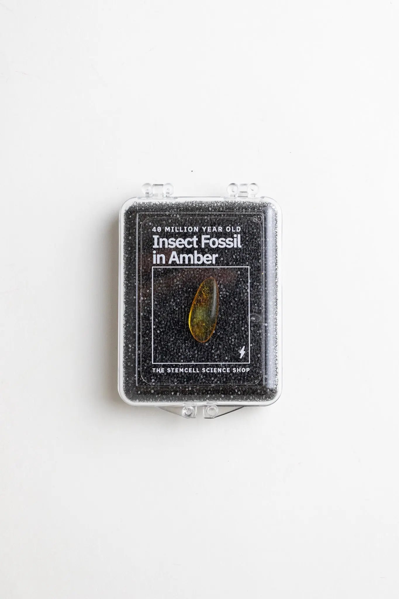 Fossilized Insect in Amber - Fossil from Stemcell Science Shop