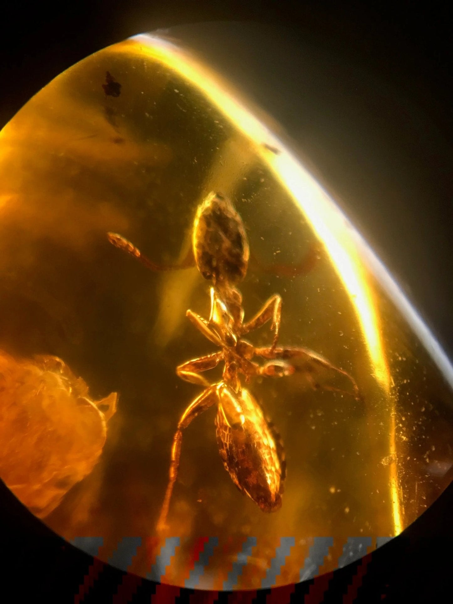 Fossilized Insect in Amber - Fossil from Stemcell Science Shop