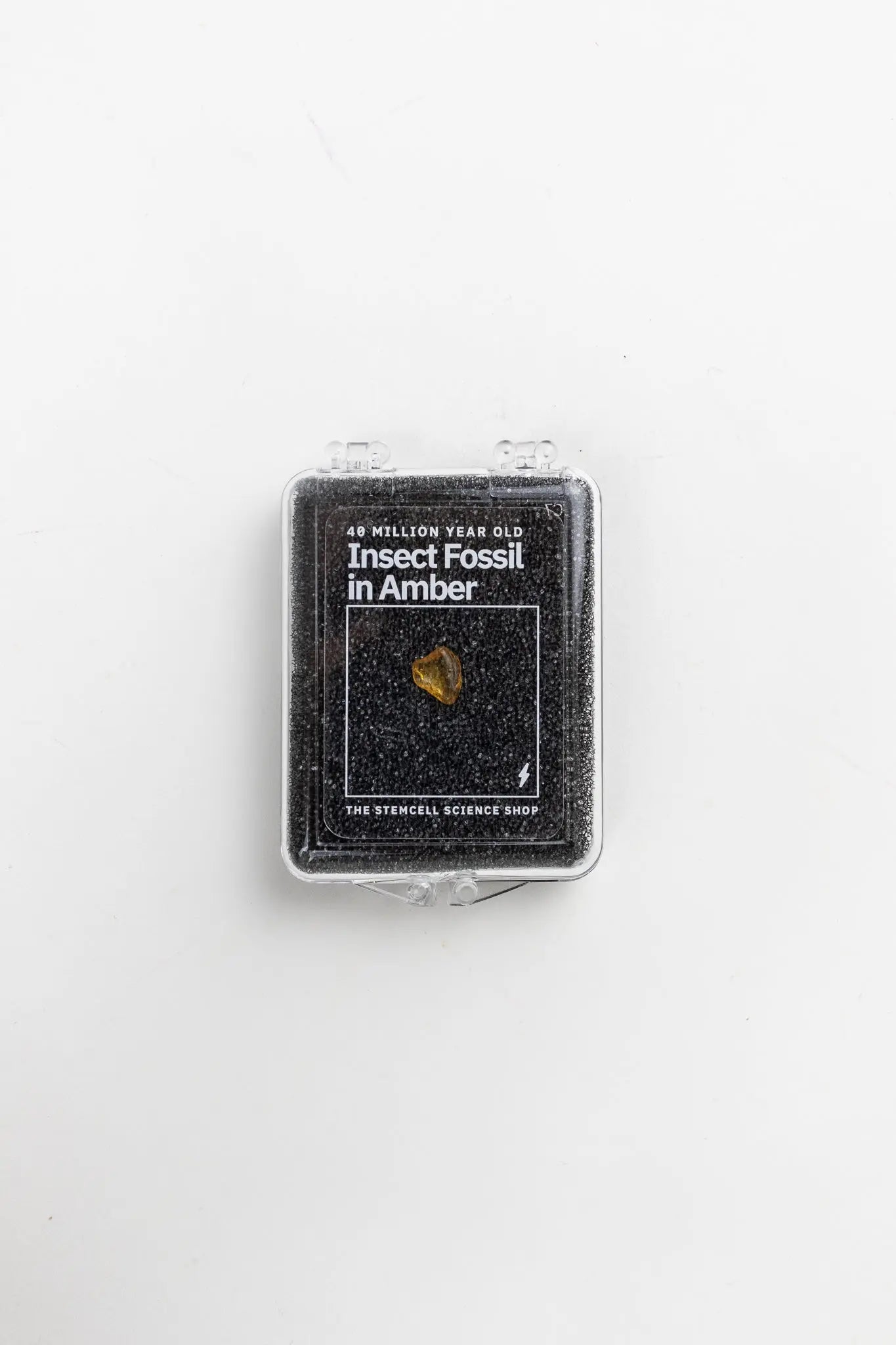 Fossilized Insect in Amber - Fossil from Stemcell Science Shop