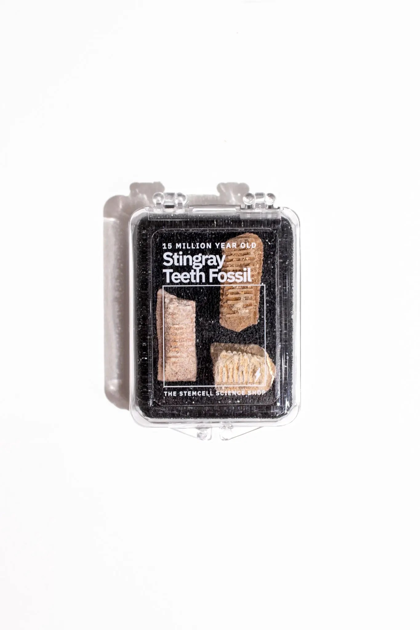 Fossilized Stingray Teeth - Fossil from Stemcell Science Shop