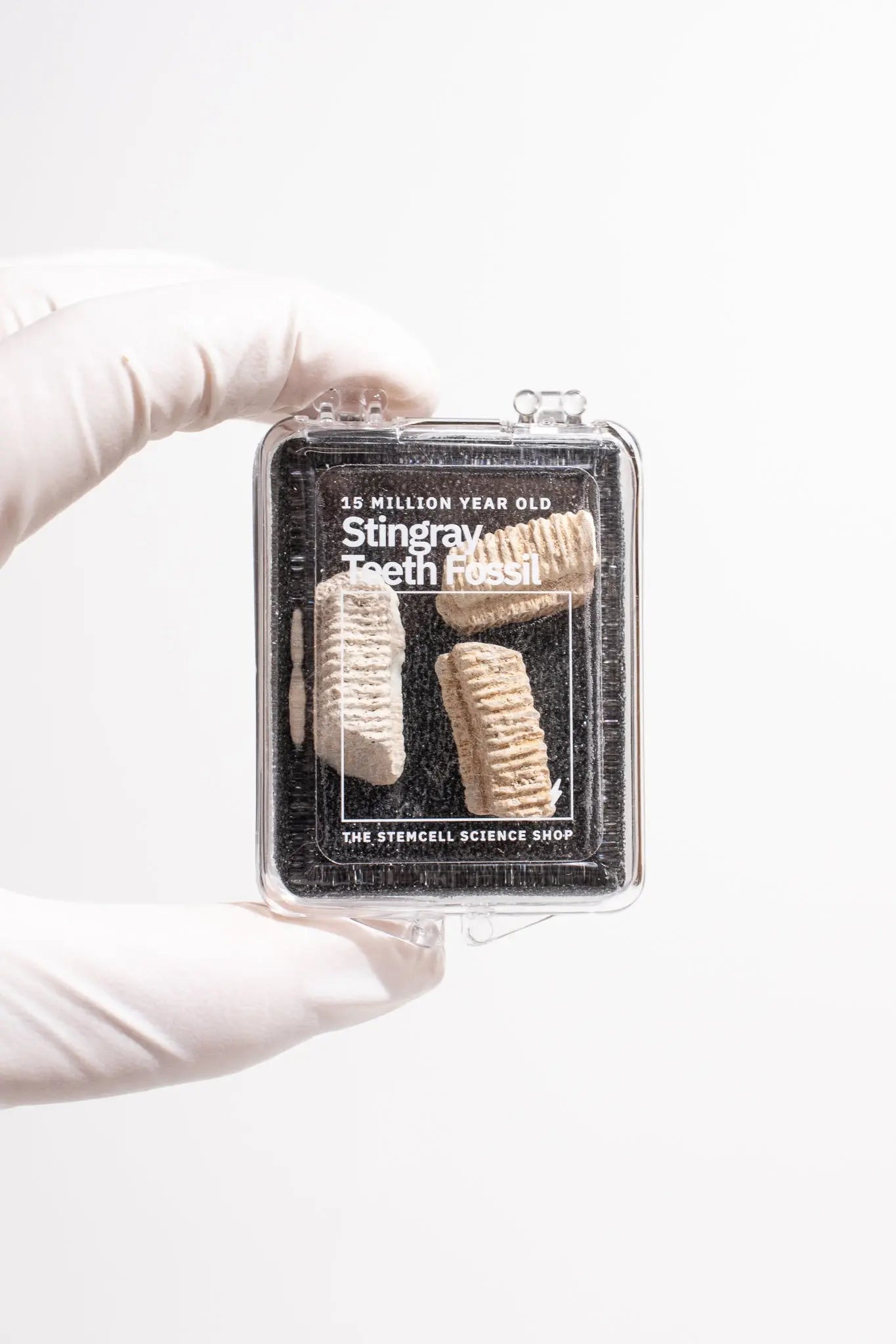 Fossilized Stingray Teeth - Fossil from Stemcell Science Shop