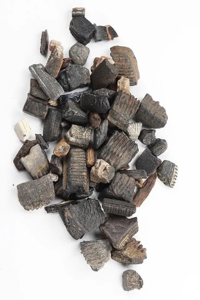 Fossilized Stingray Teeth - Fossil from Stemcell Science Shop