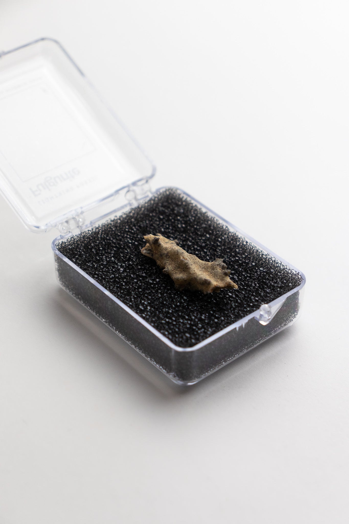 Fulgurite - Fossil from Stemcell Science Shop