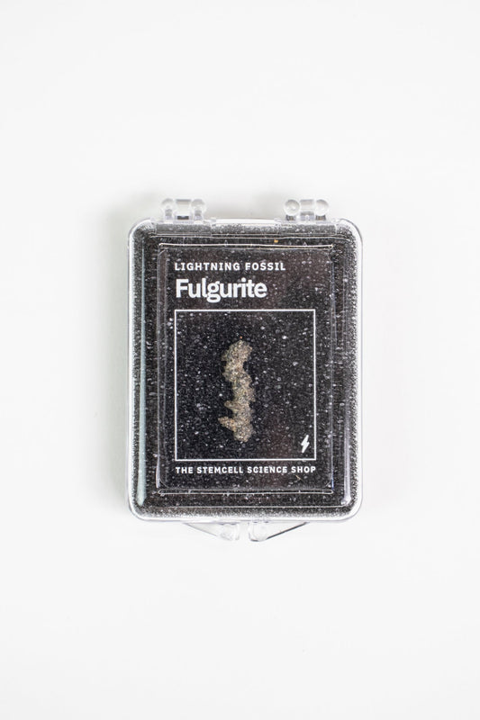 Fulgurite - Fossil from Stemcell Science Shop