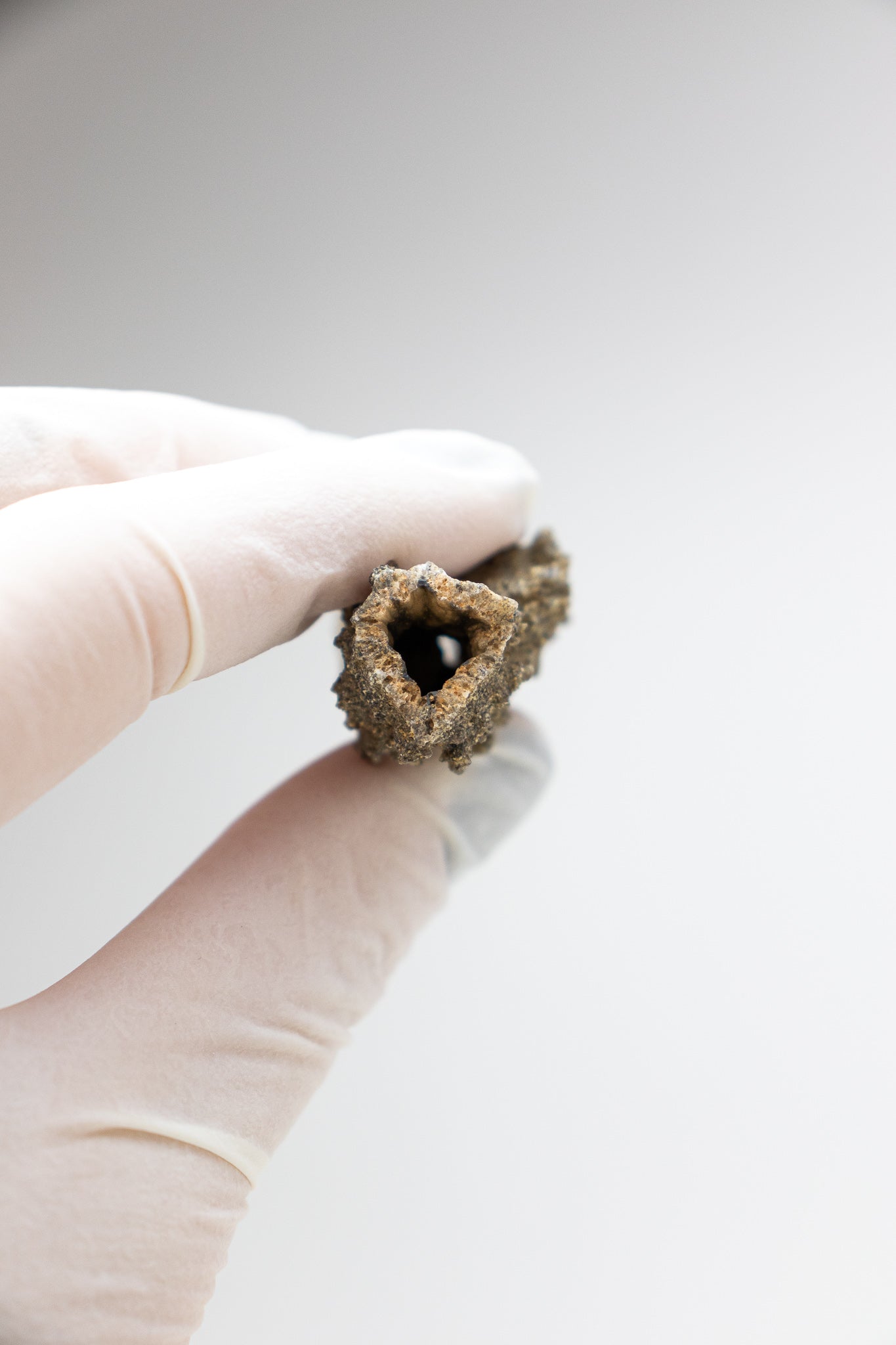 Fulgurite - Fossil from Stemcell Science Shop