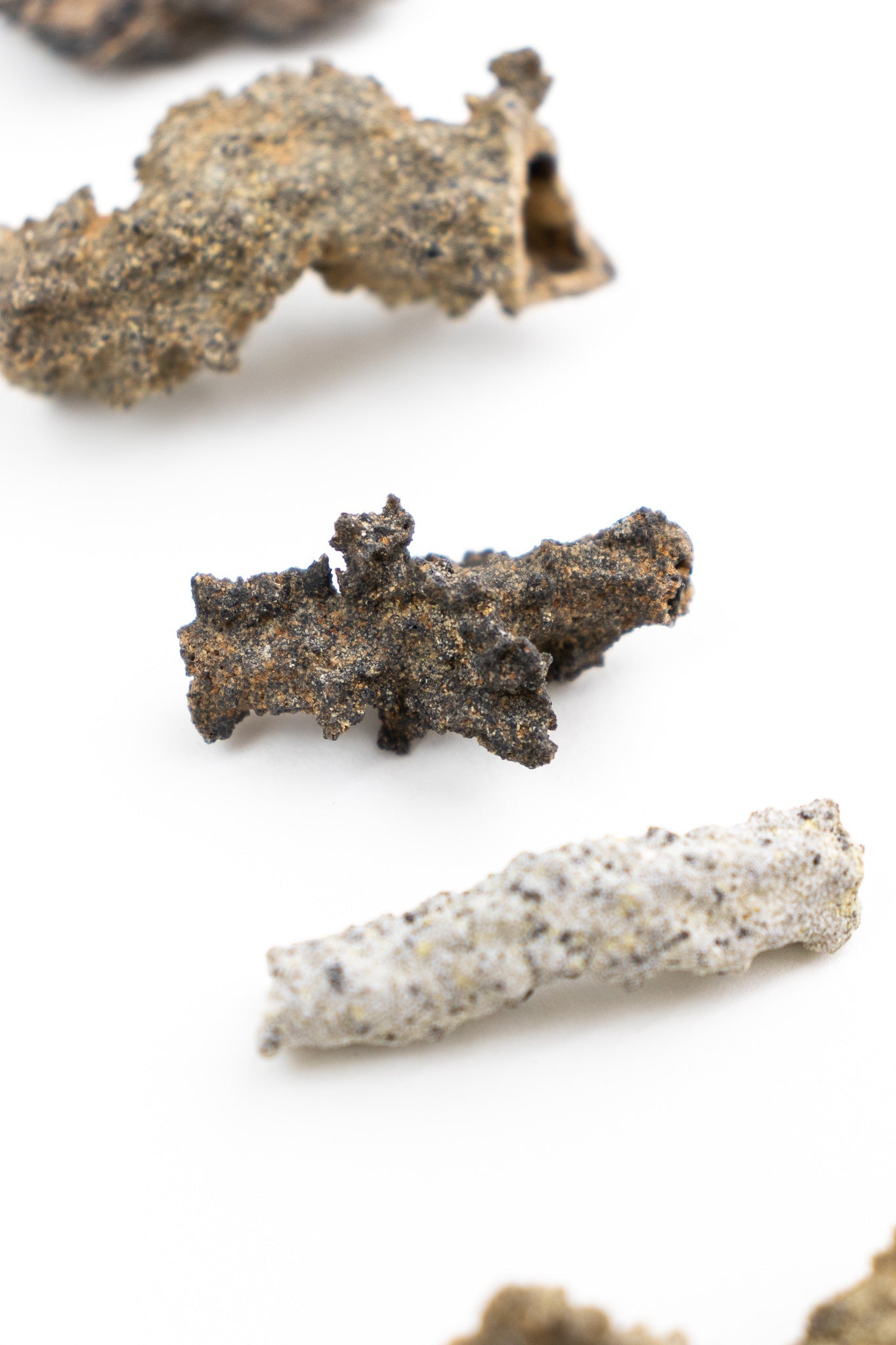 Fulgurite - Fossil from Stemcell Science Shop