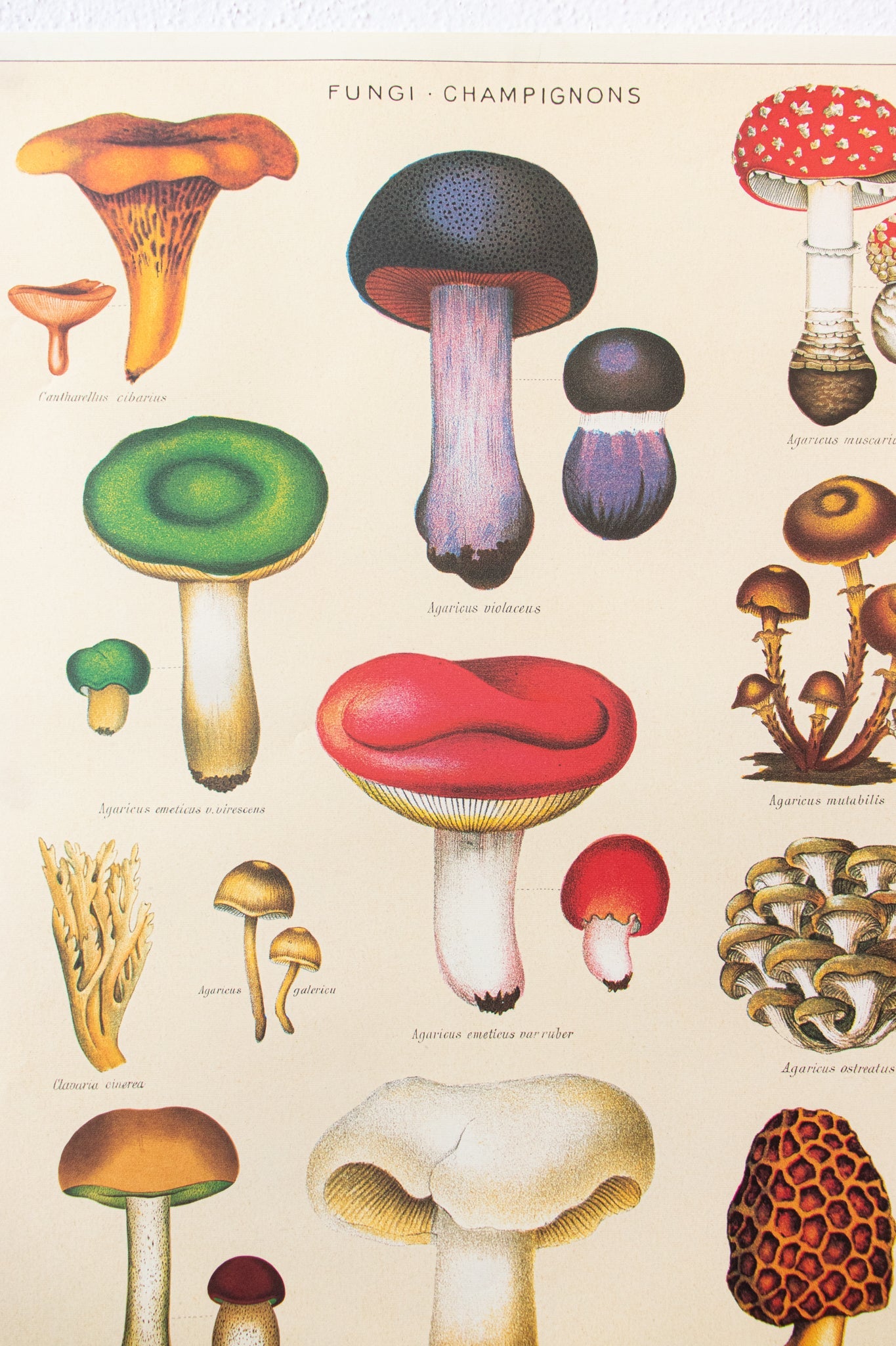Fungi Chart - Charts from Stemcell Science Shop