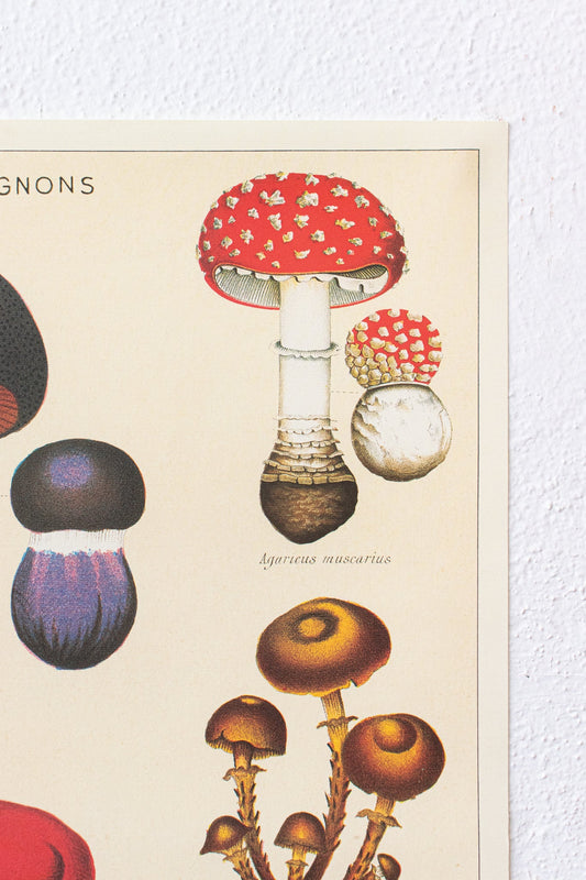 Fungi Chart - Charts from Stemcell Science Shop