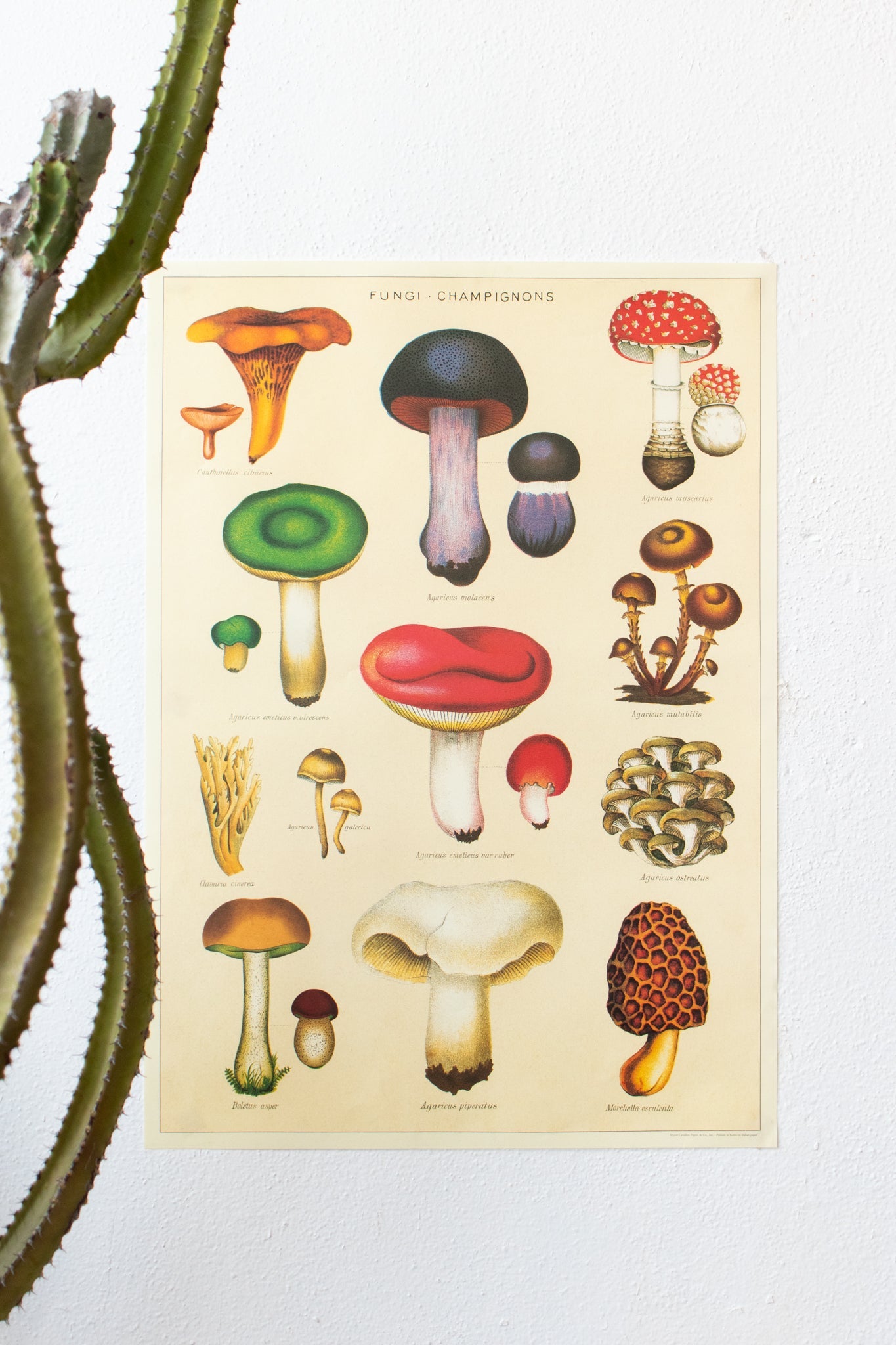 Fungi Chart - Charts from Stemcell Science Shop