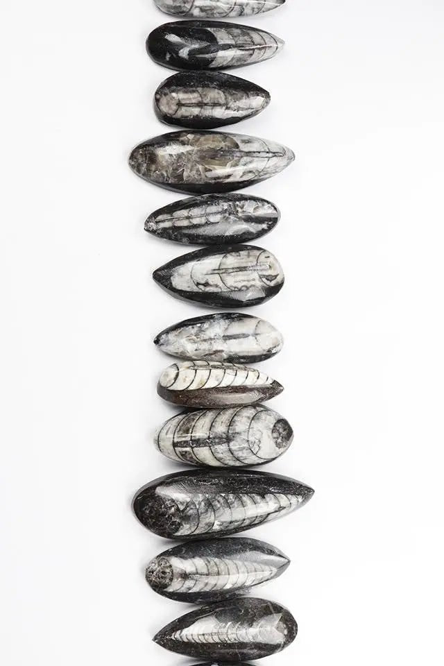Geisenoceras Fossil - Fossil from Stemcell Science Shop