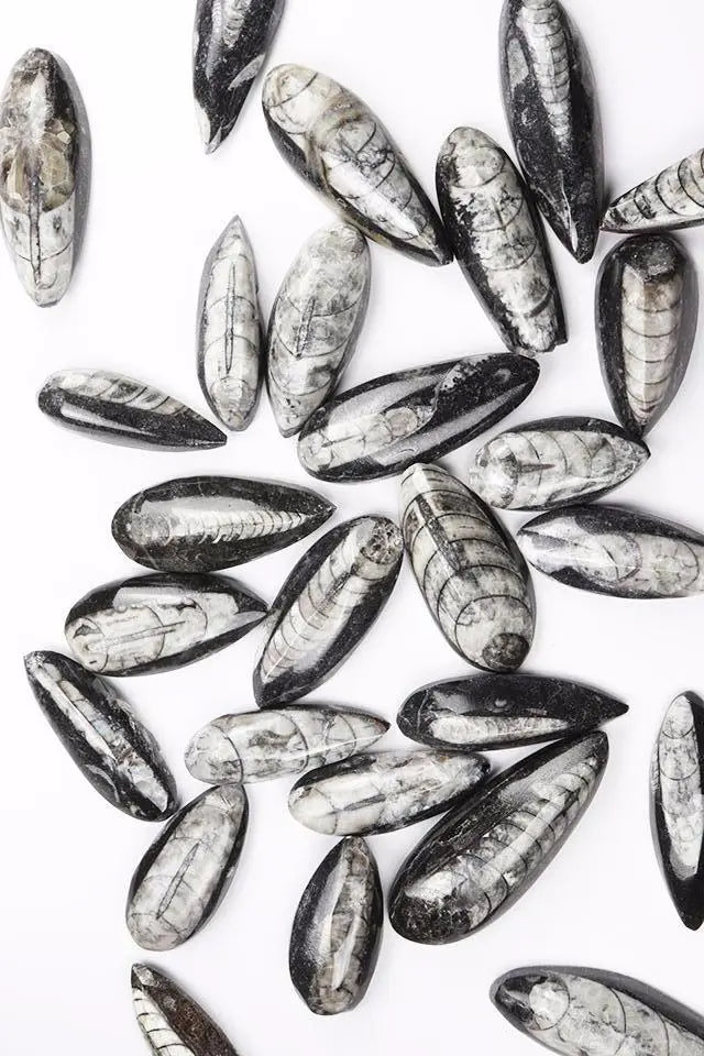 Geisenoceras Fossil - Fossil from Stemcell Science Shop