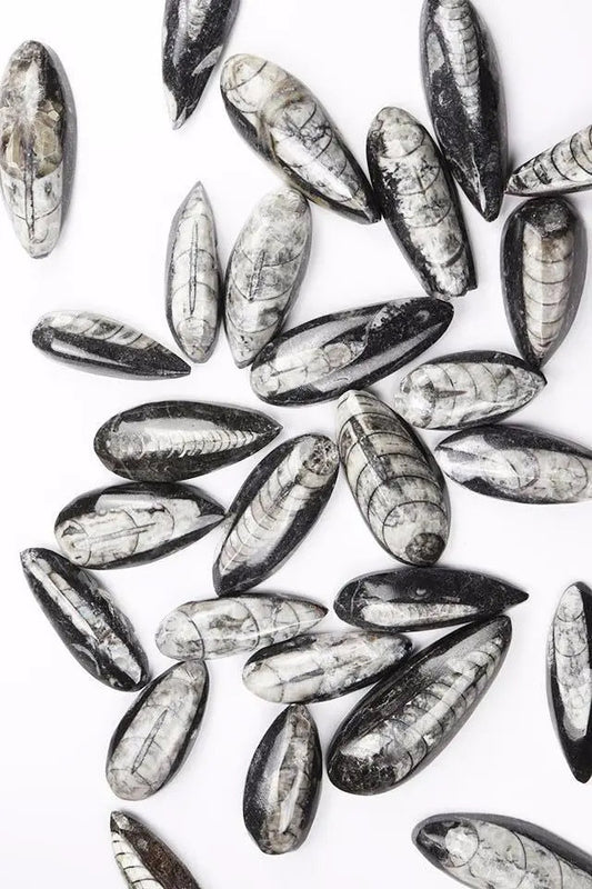Geisenoceras Fossil - Fossil from Stemcell Science Shop