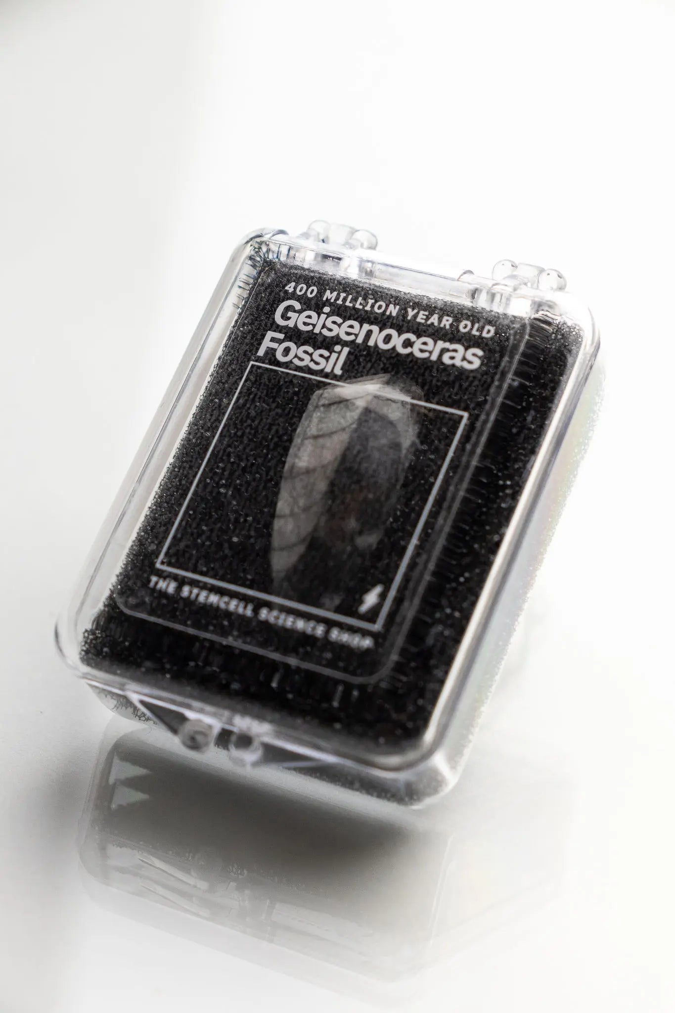 Geisenoceras Fossil - Fossil from Stemcell Science Shop