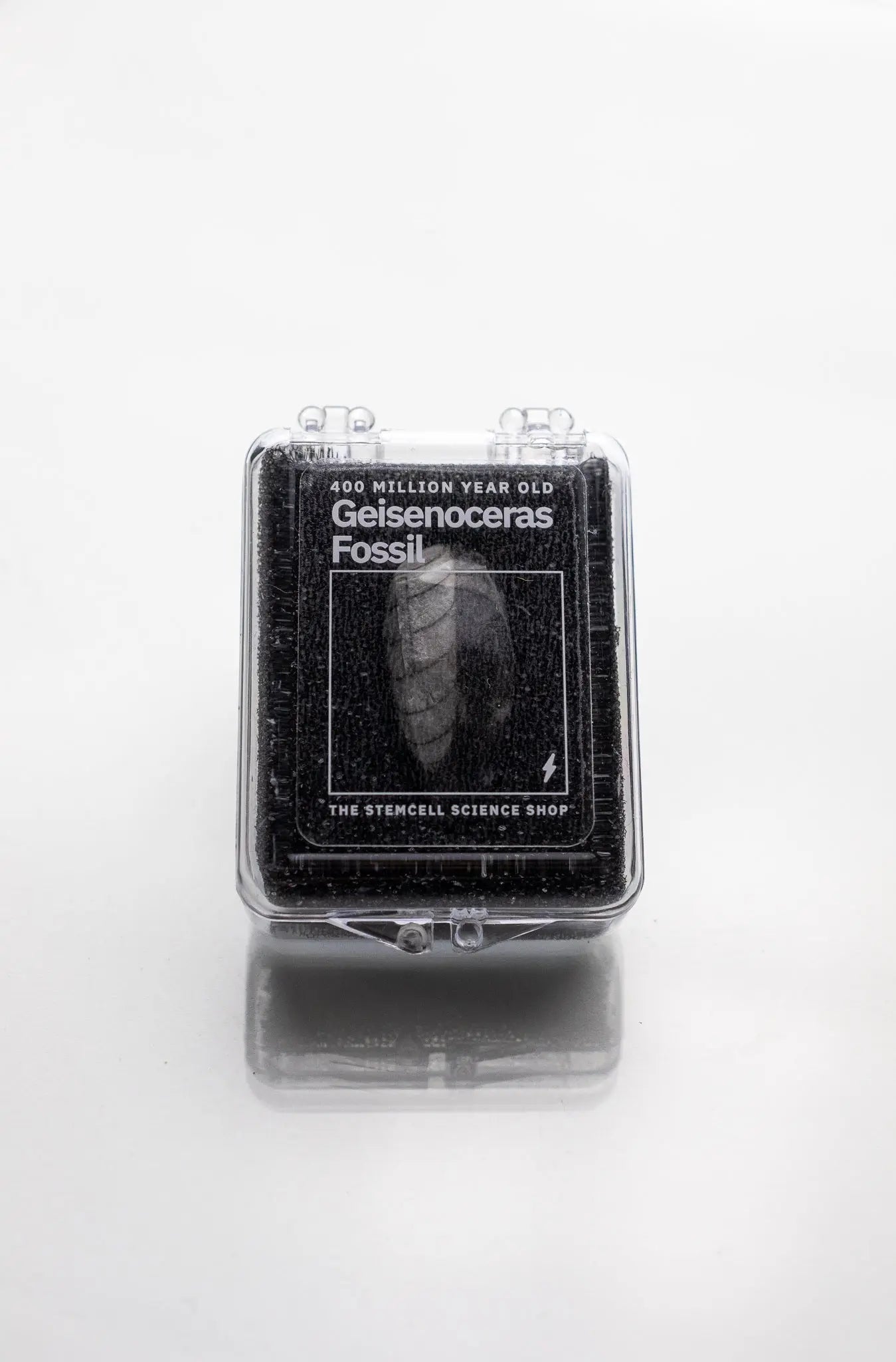 Geisenoceras Fossil - Fossil from Stemcell Science Shop