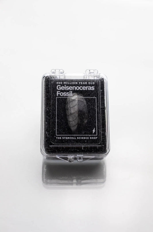 Geisenoceras Fossil - Fossil from Stemcell Science Shop