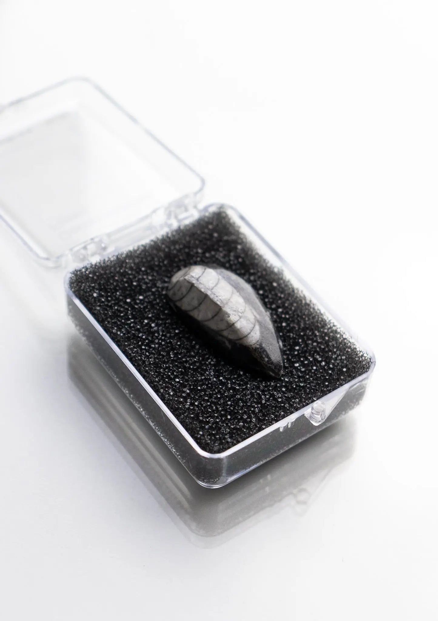 Geisenoceras Fossil - Fossil from Stemcell Science Shop