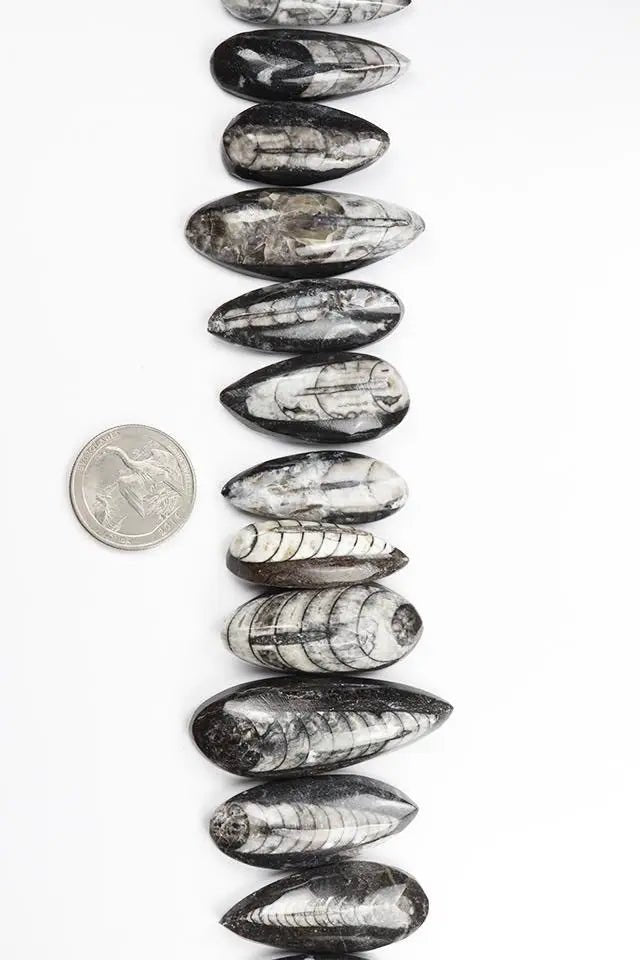 Geisenoceras Fossil - Fossil from Stemcell Science Shop