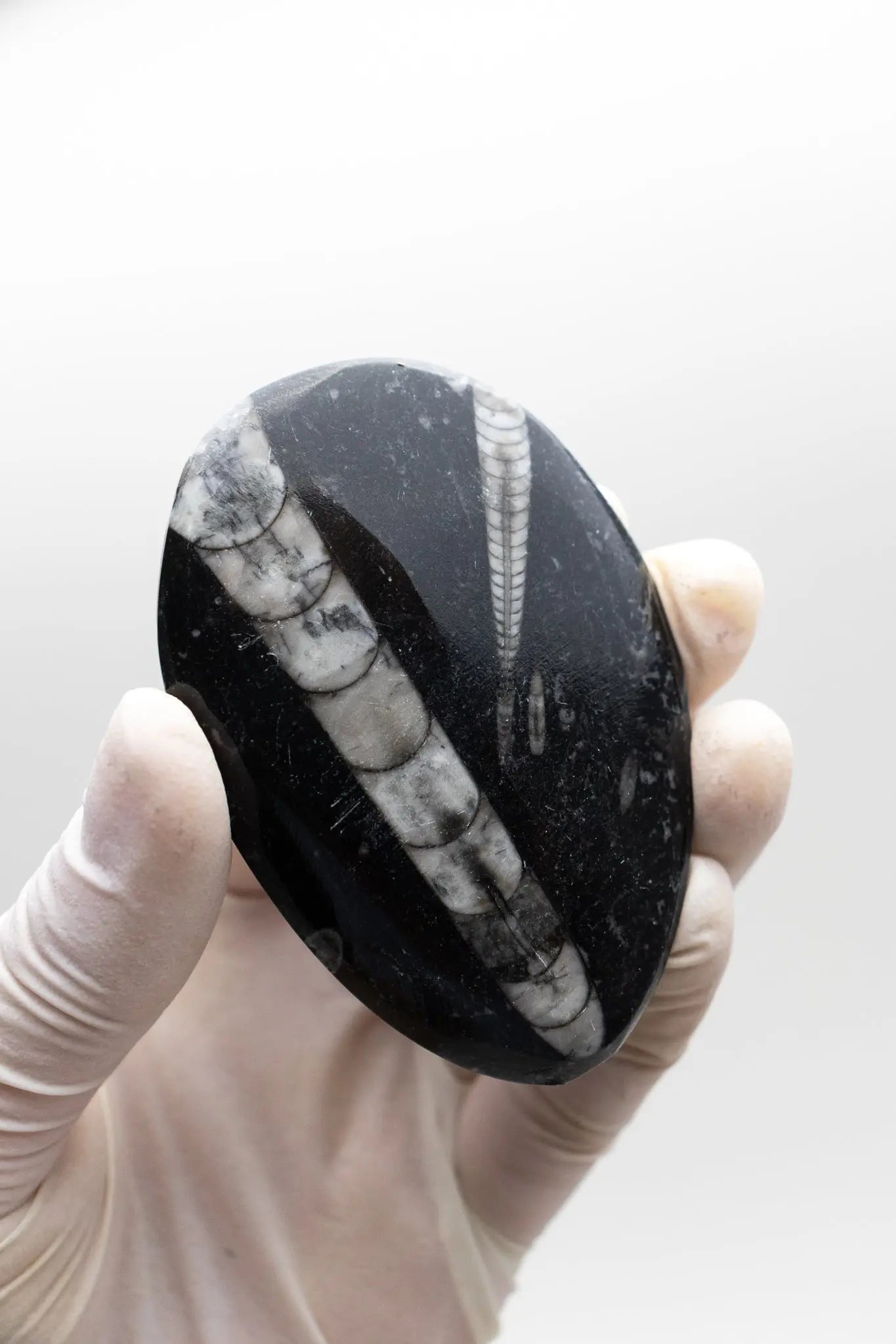 Geisenoceras Fossil - Fossil from Stemcell Science Shop