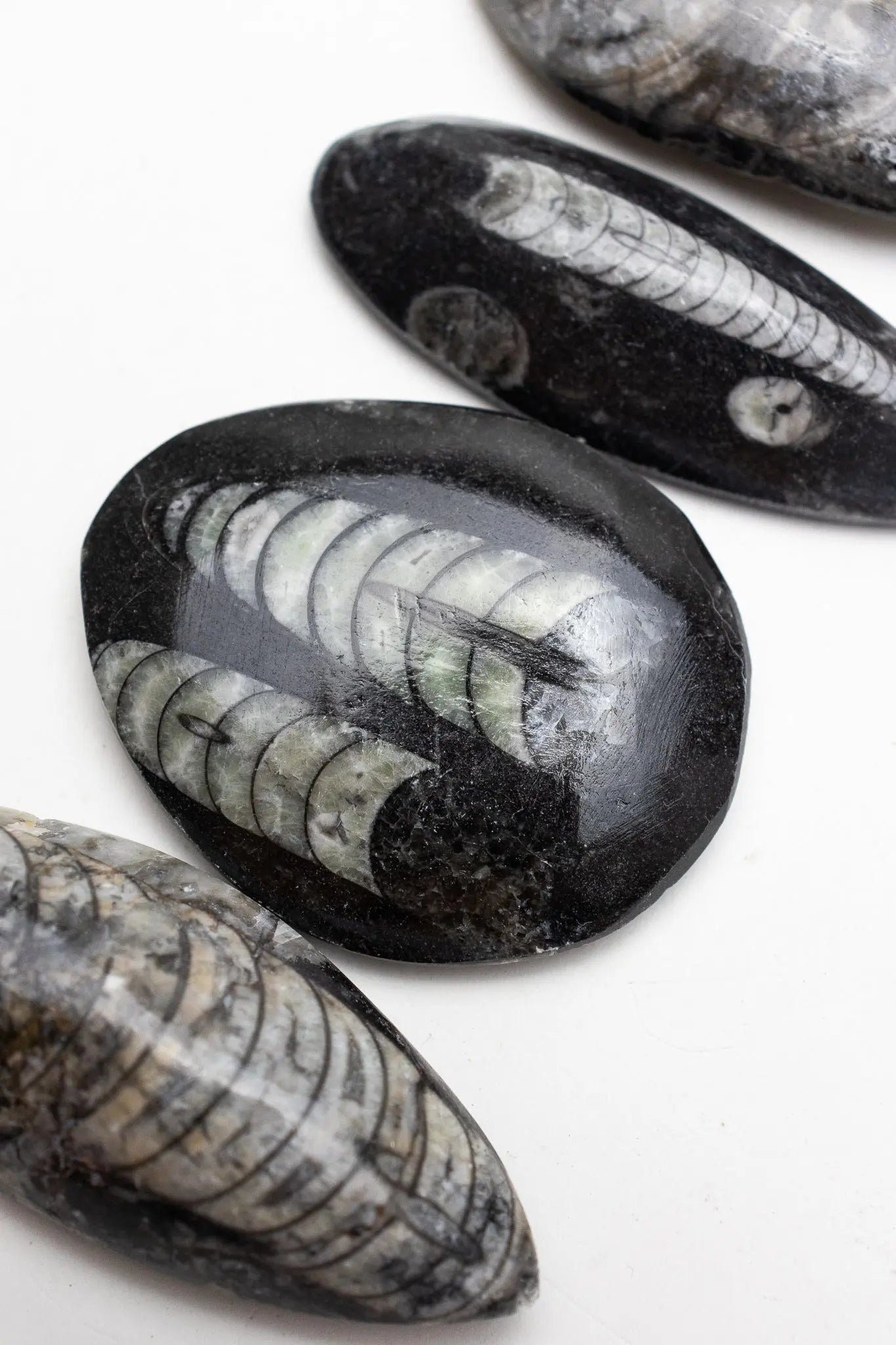 Geisenoceras Fossil - Fossil from Stemcell Science Shop