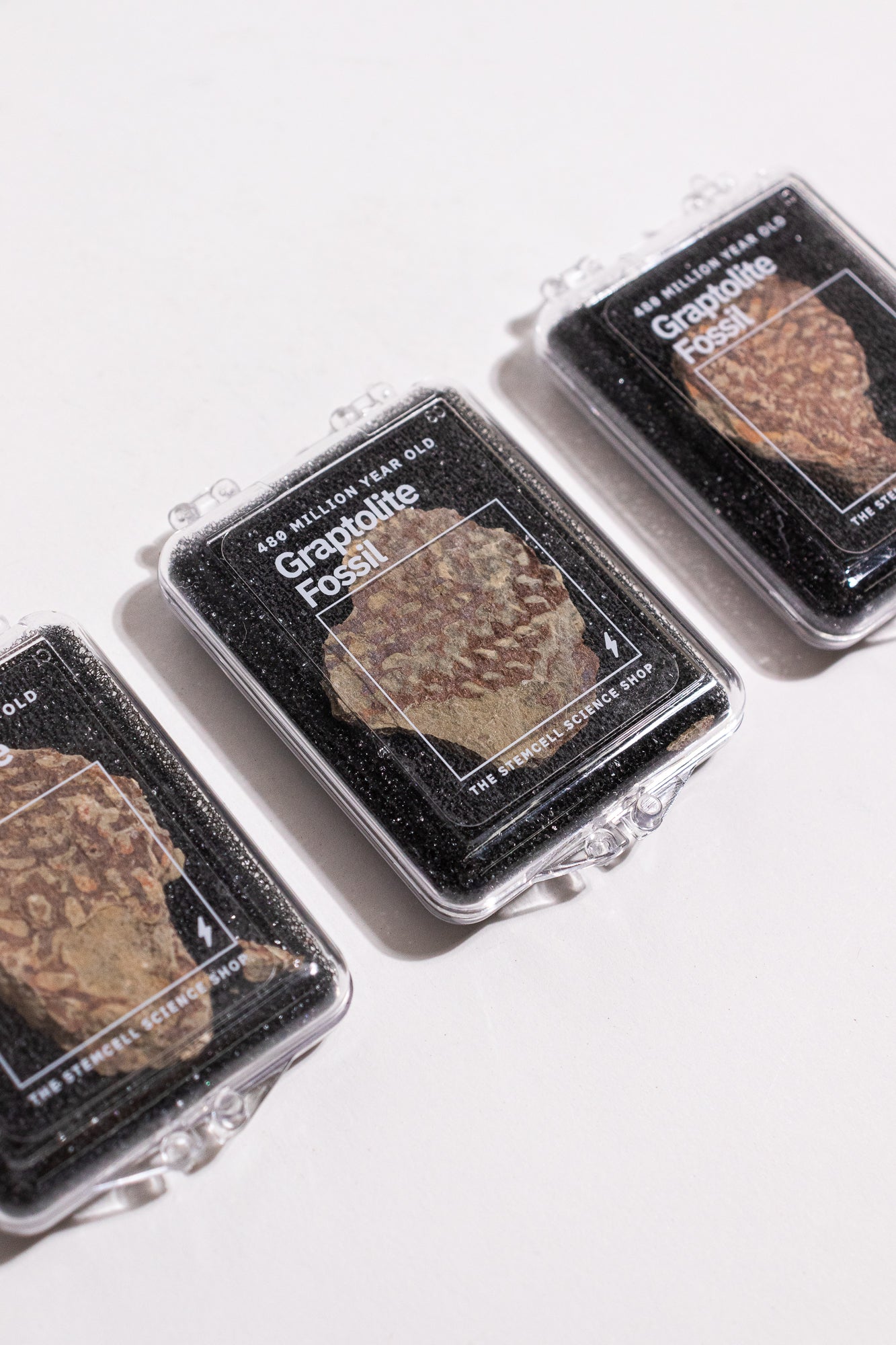 Graptolite - Fossil from Stemcell Science Shop