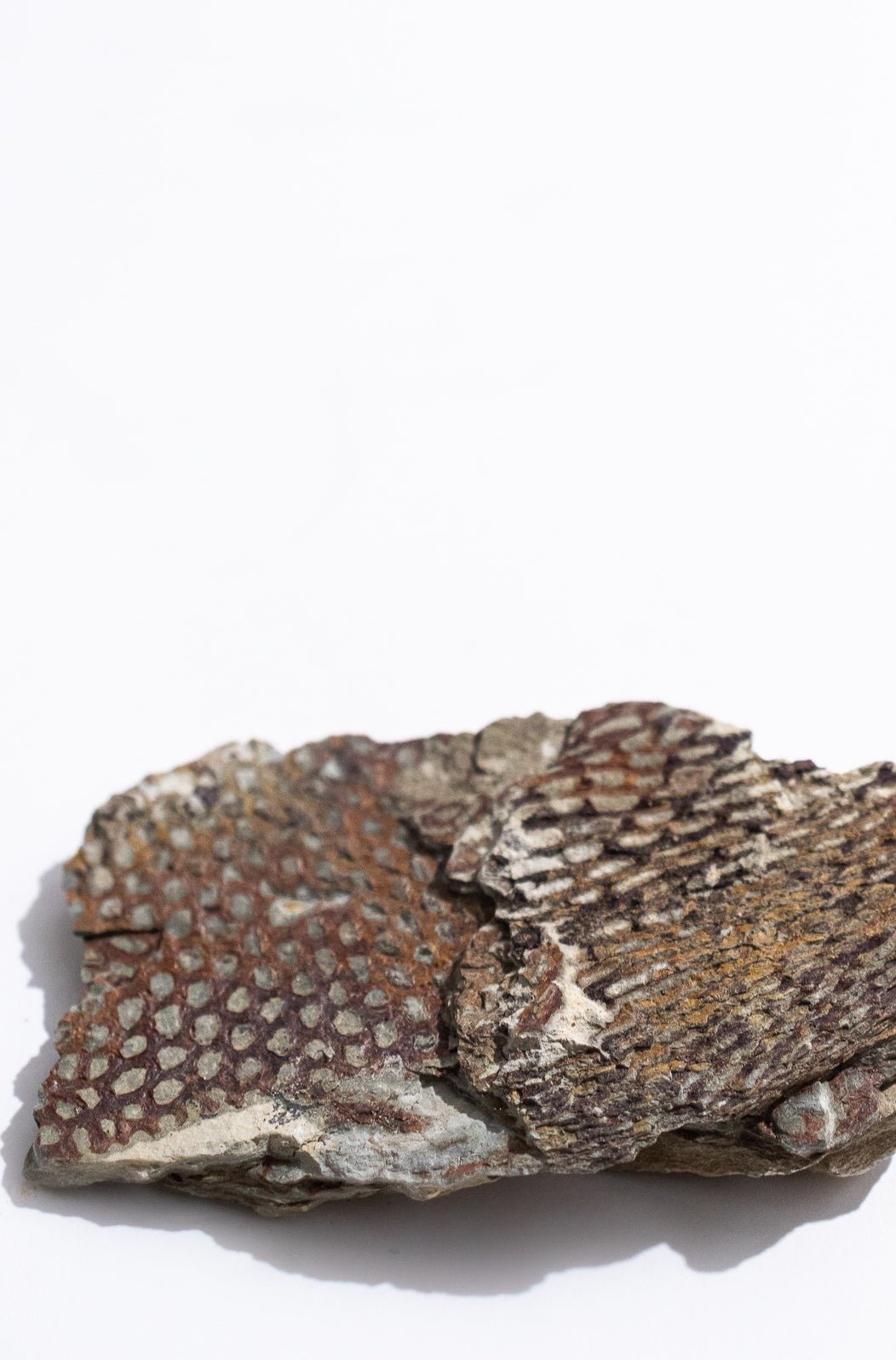 Graptolite - Fossil from Stemcell Science Shop