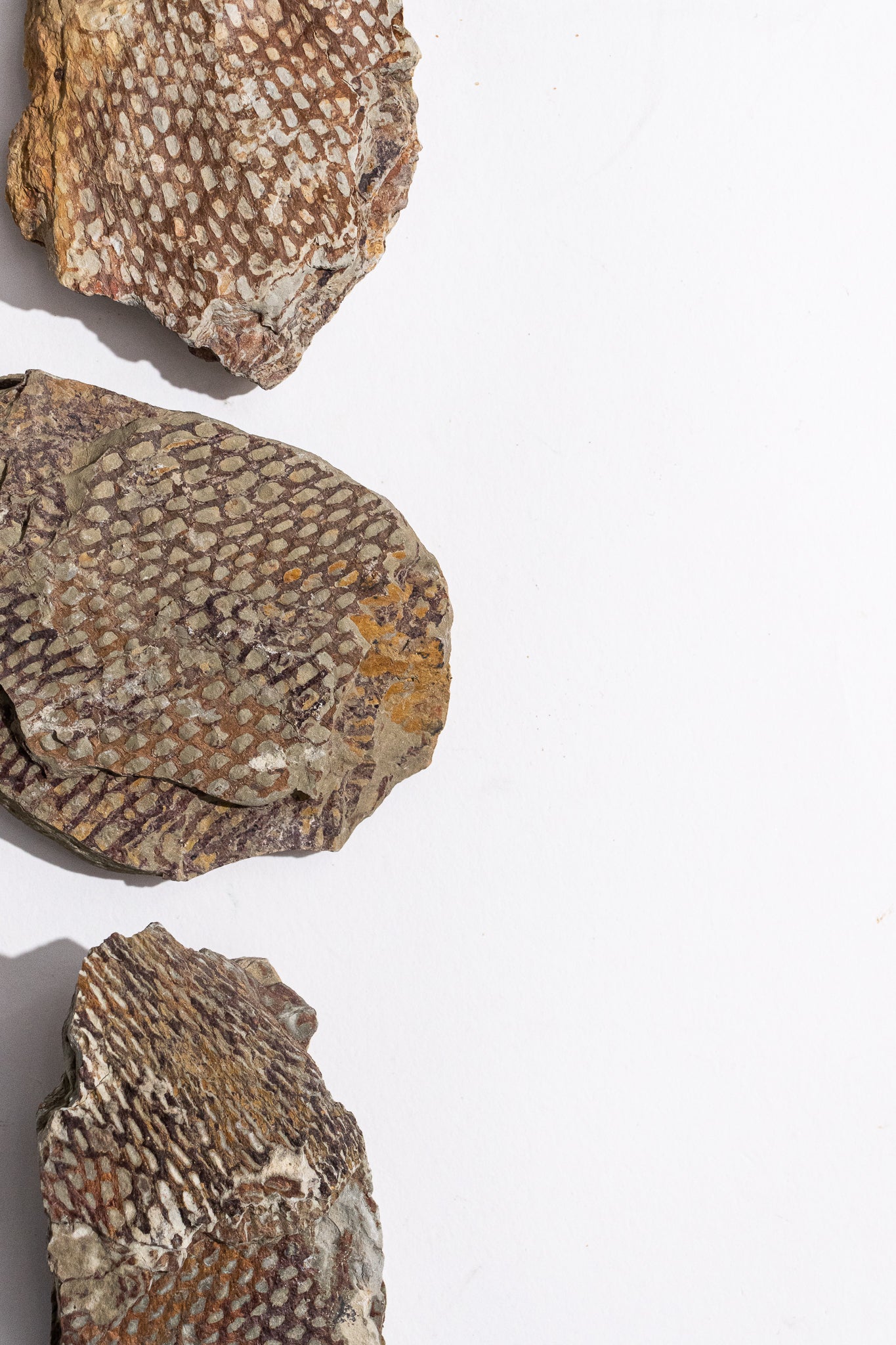 Graptolite - Fossil from Stemcell Science Shop