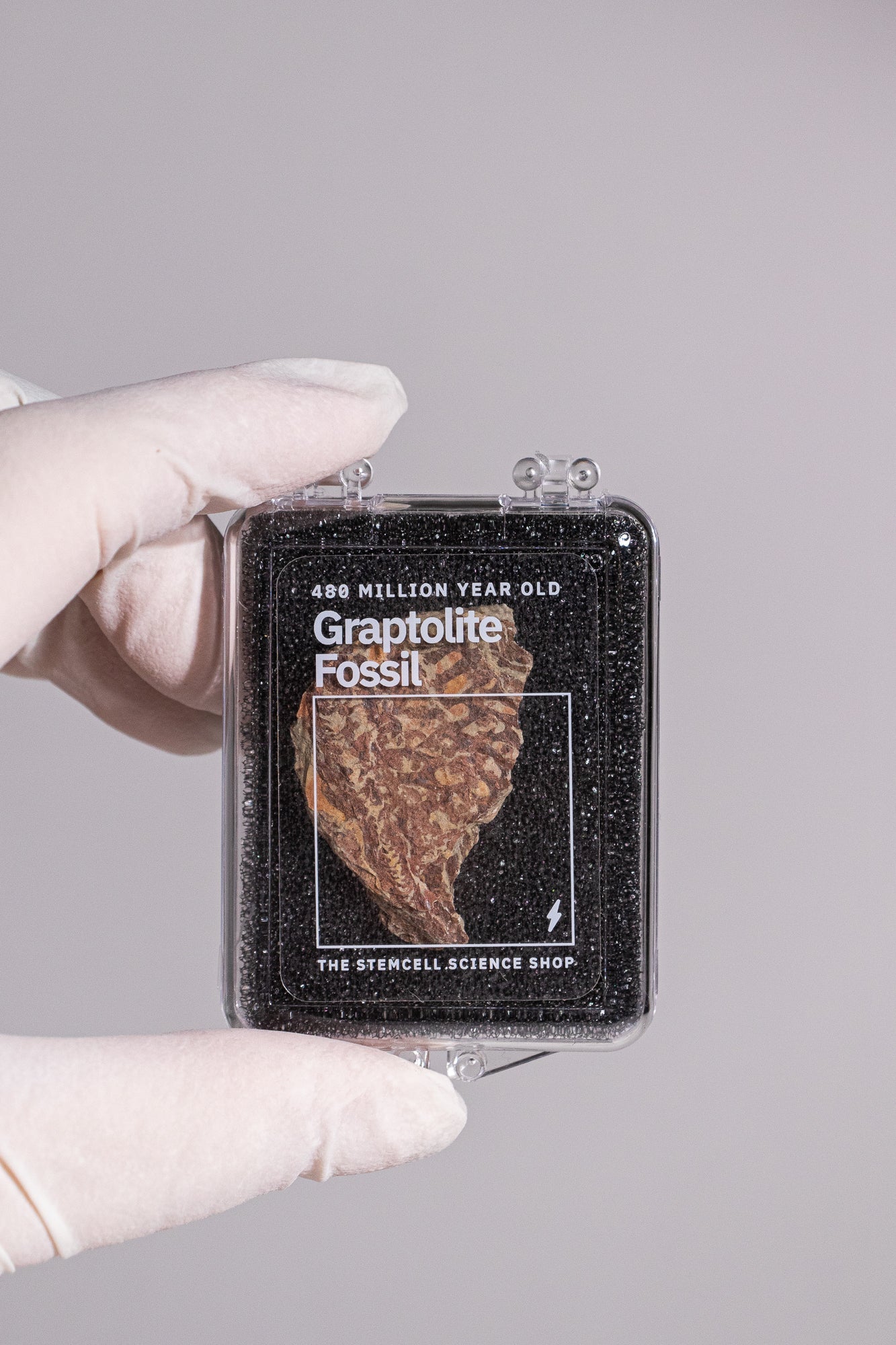 Graptolite - Fossil from Stemcell Science Shop