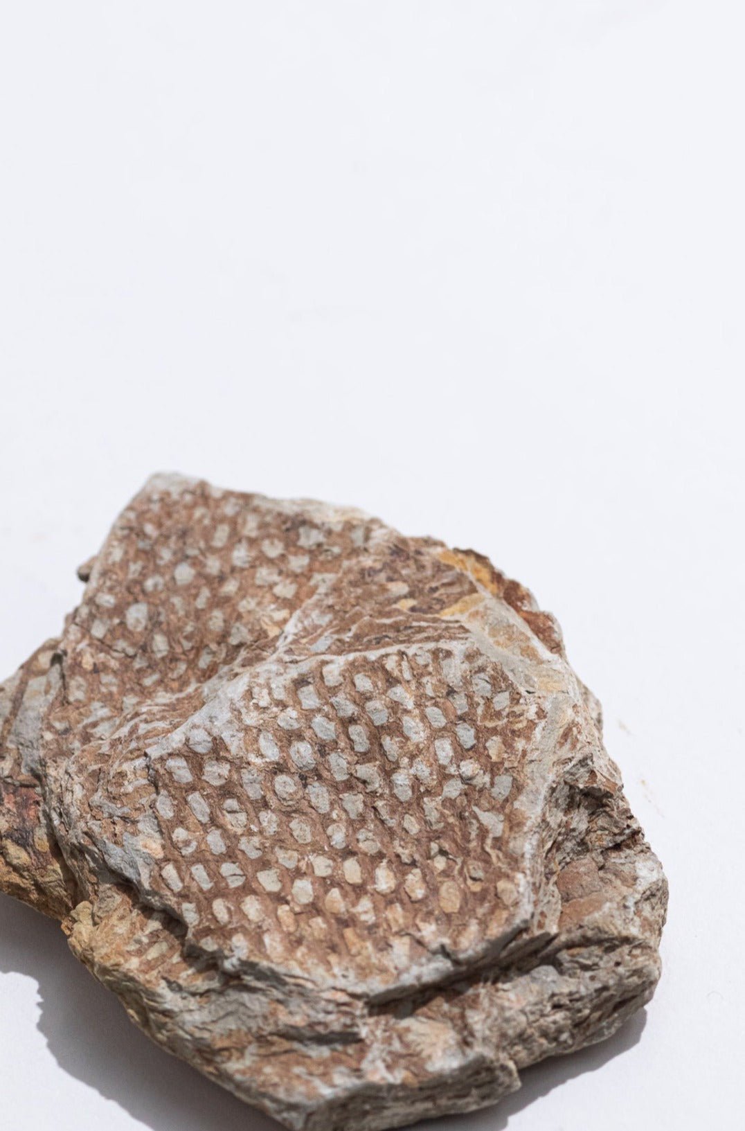 Graptolite - Fossil from Stemcell Science Shop